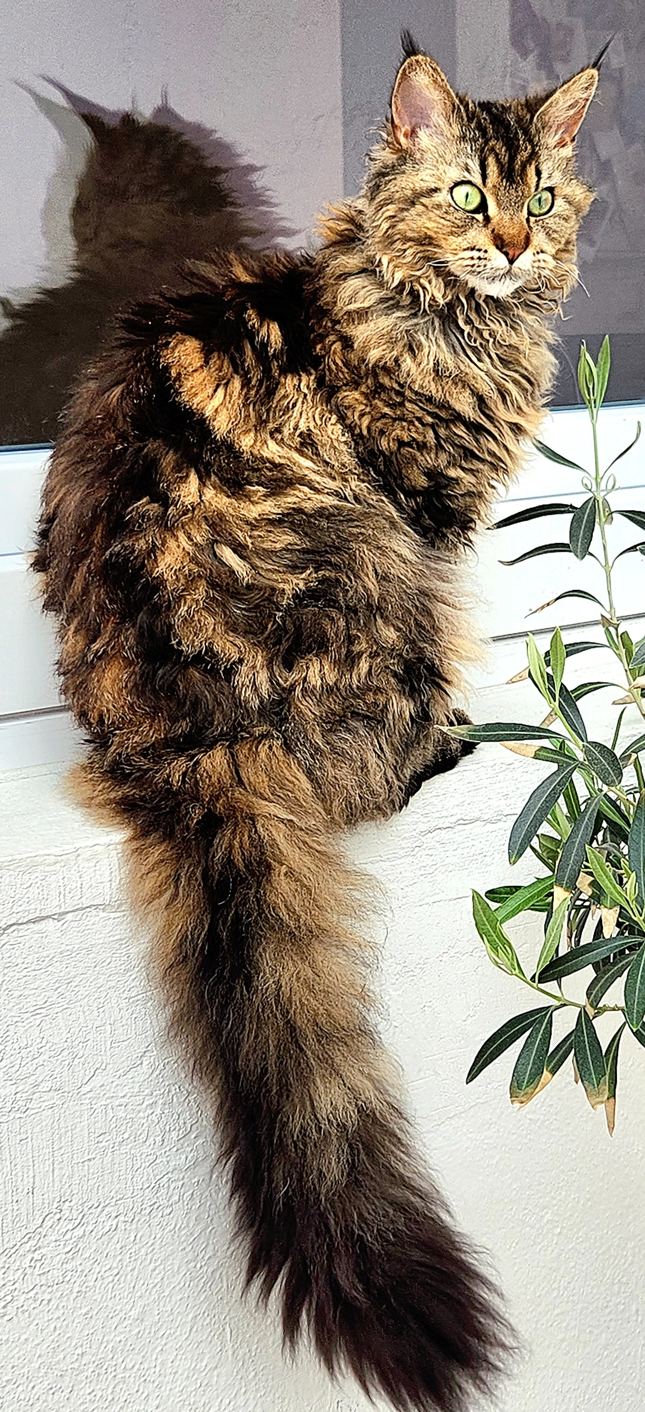 Mila - Rahestraße, Lengerich