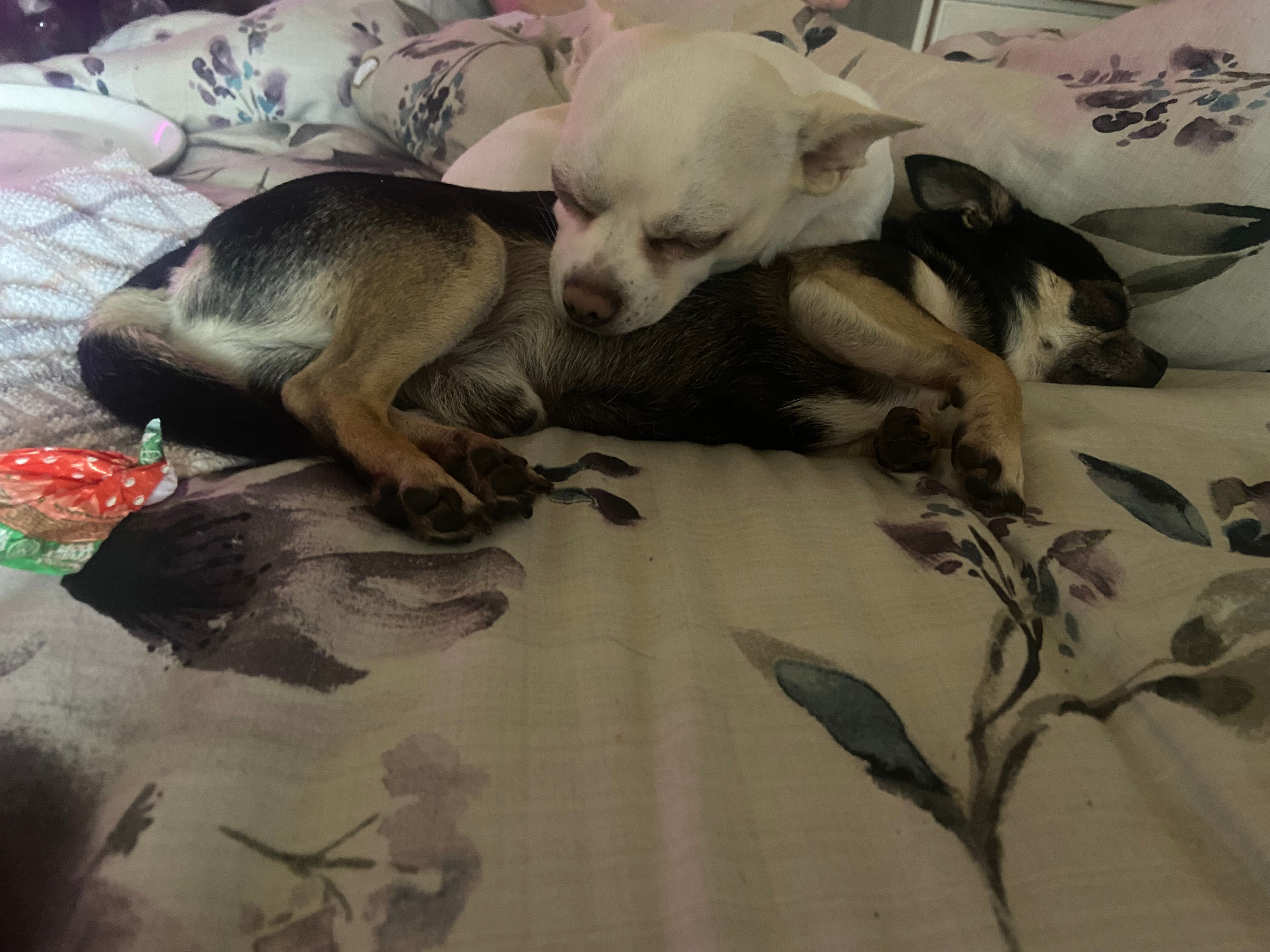 Louis - Old Craigton Road, Inverness