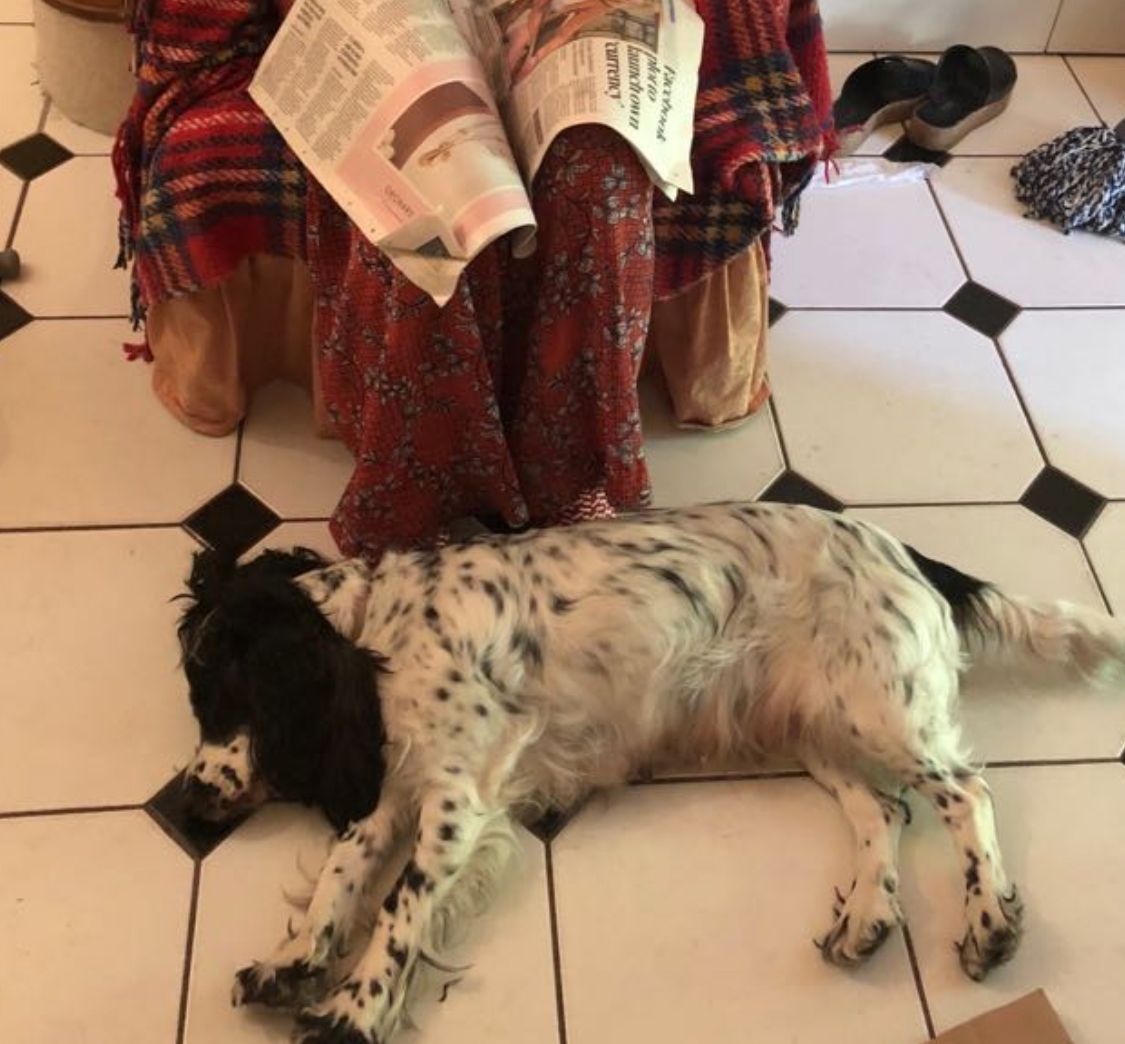 Sasha - GU32 1, Petersfield