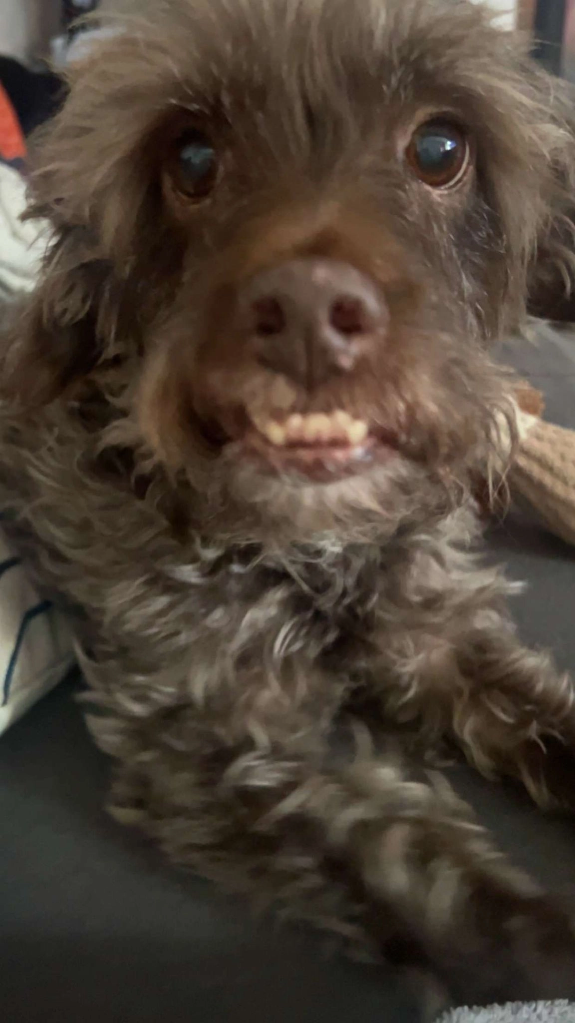 NOUGAT  - D 352, Le Cailar