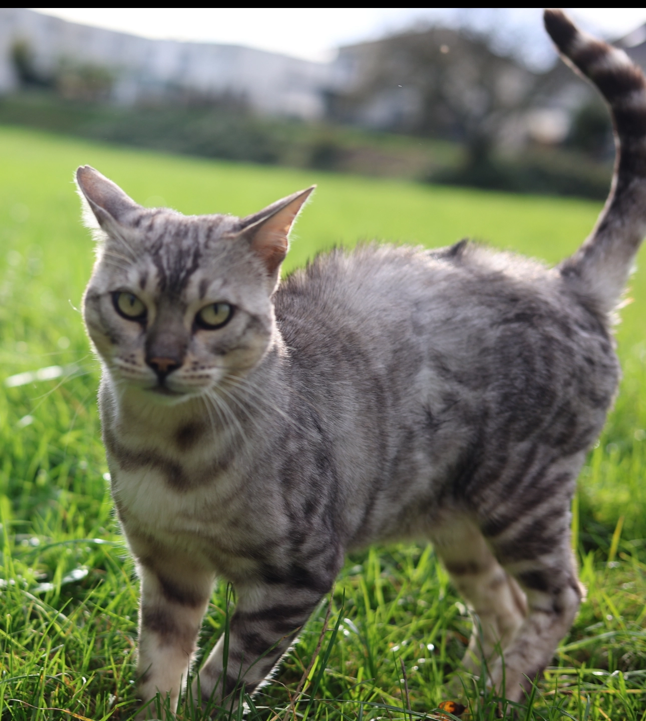 Simon - Robert-Schumann-Straße, Ötigheim