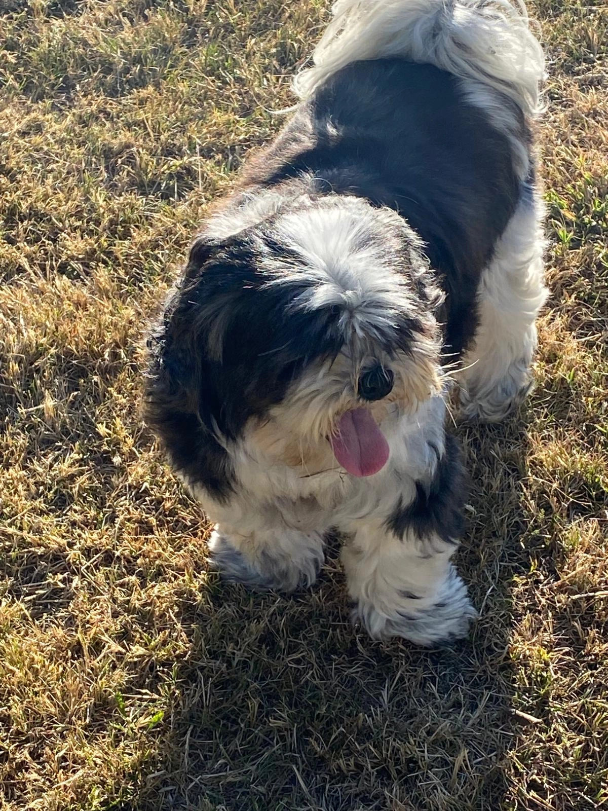 Futé  - Rue de Port Goret, Tréveneuc