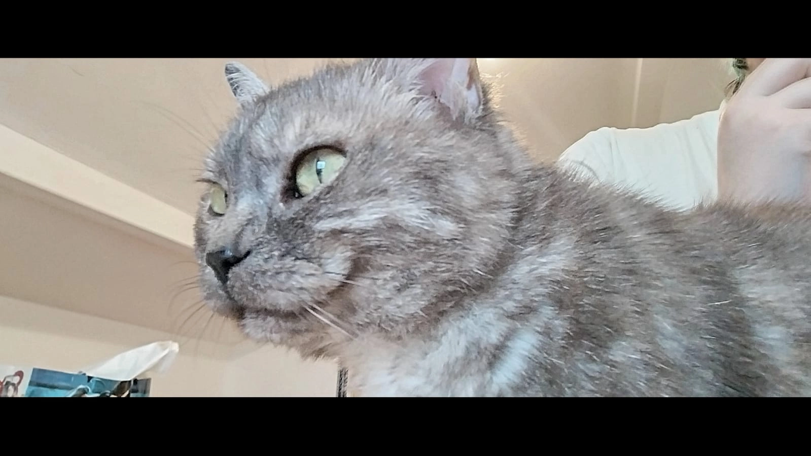 Bébé chat  - Rue Jean Jaurès, Saint-Jean-en-Royans