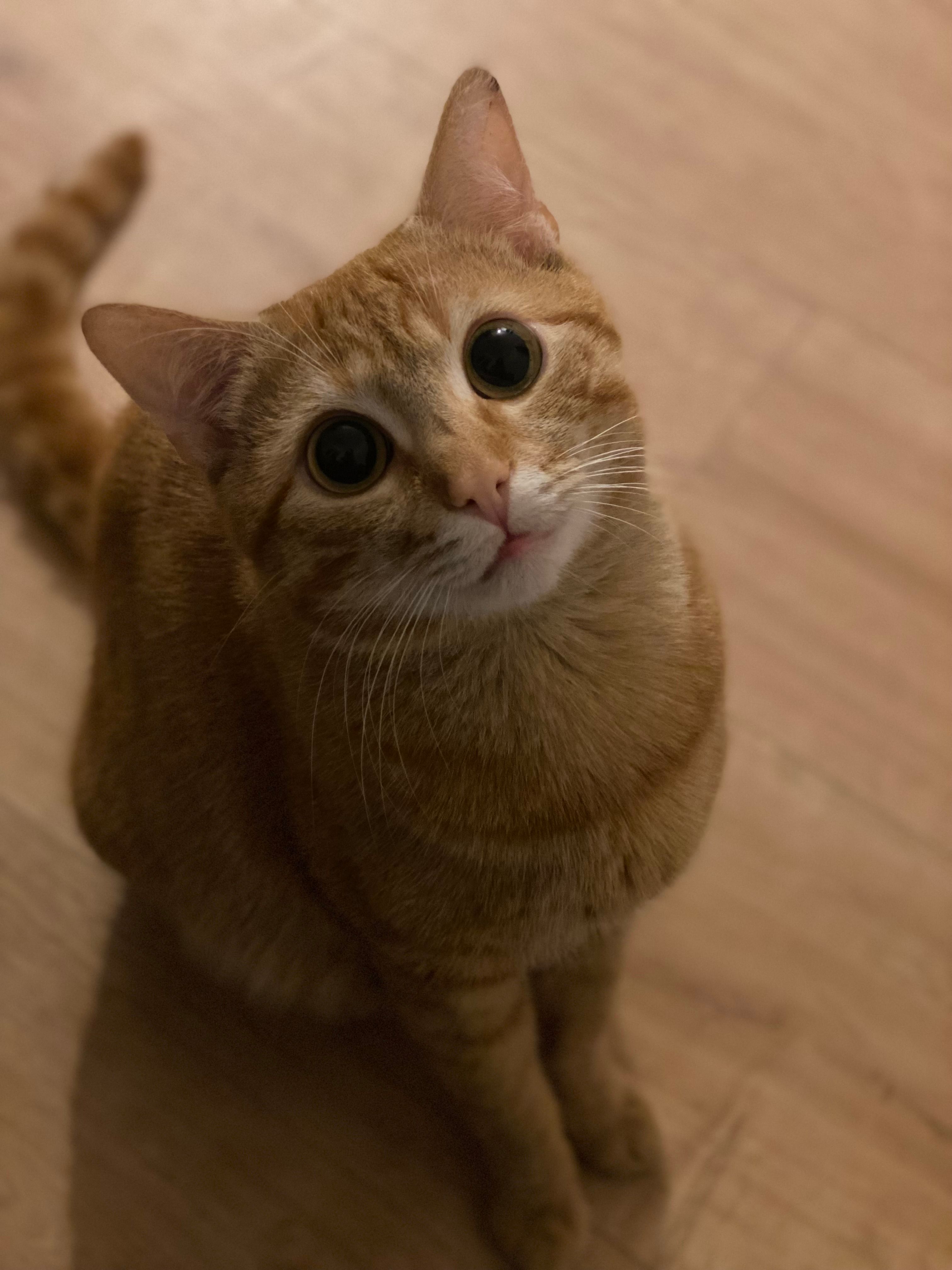 Gido  - Tegelbergstraße, Westendorf