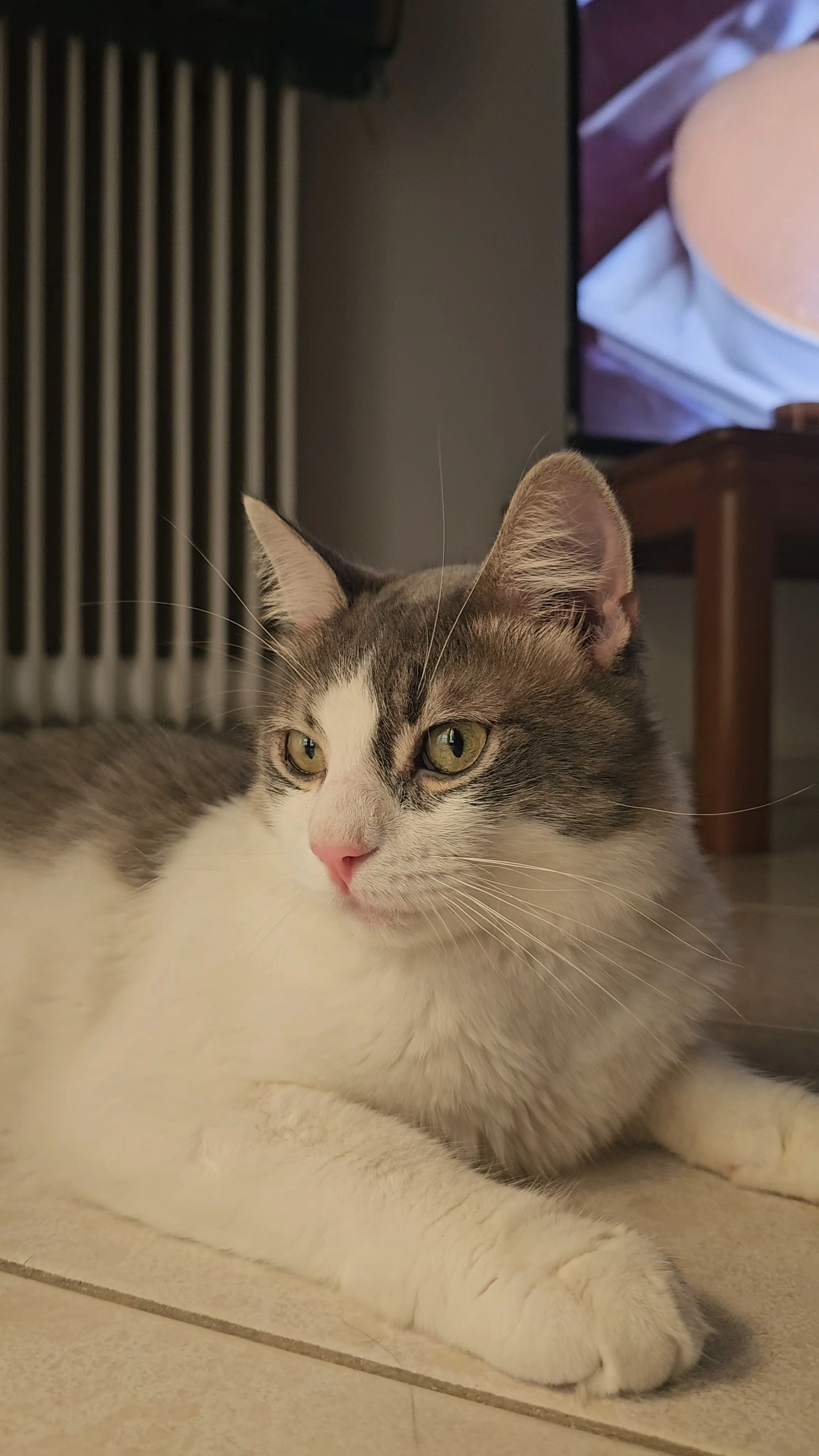 Griso - Γραβιάς, Kallithea