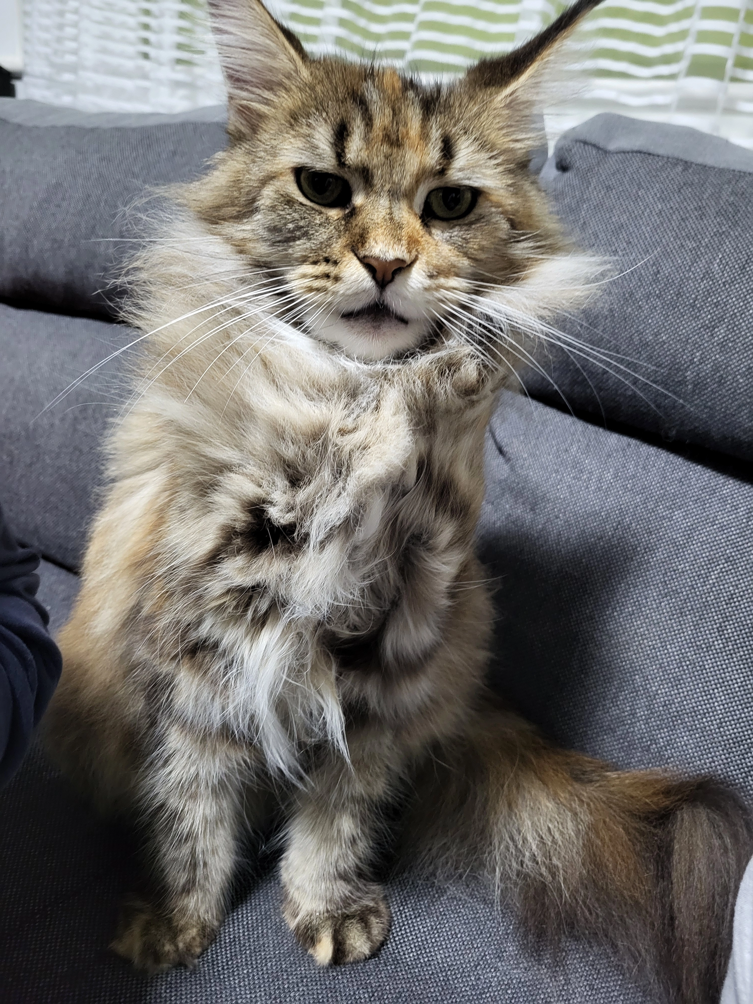 Anika  - Freedom Avenue, Yeovil