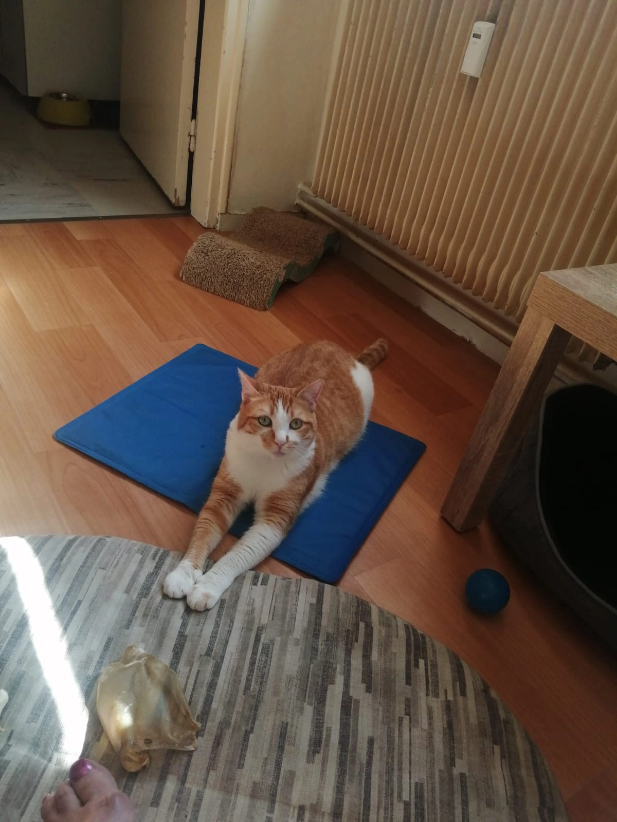 Moustiques  - 244 Boulevard Salvador Allende, Hénin-Beaumont