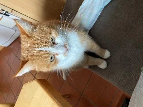 Tiger - Lindenweg, Wörgl