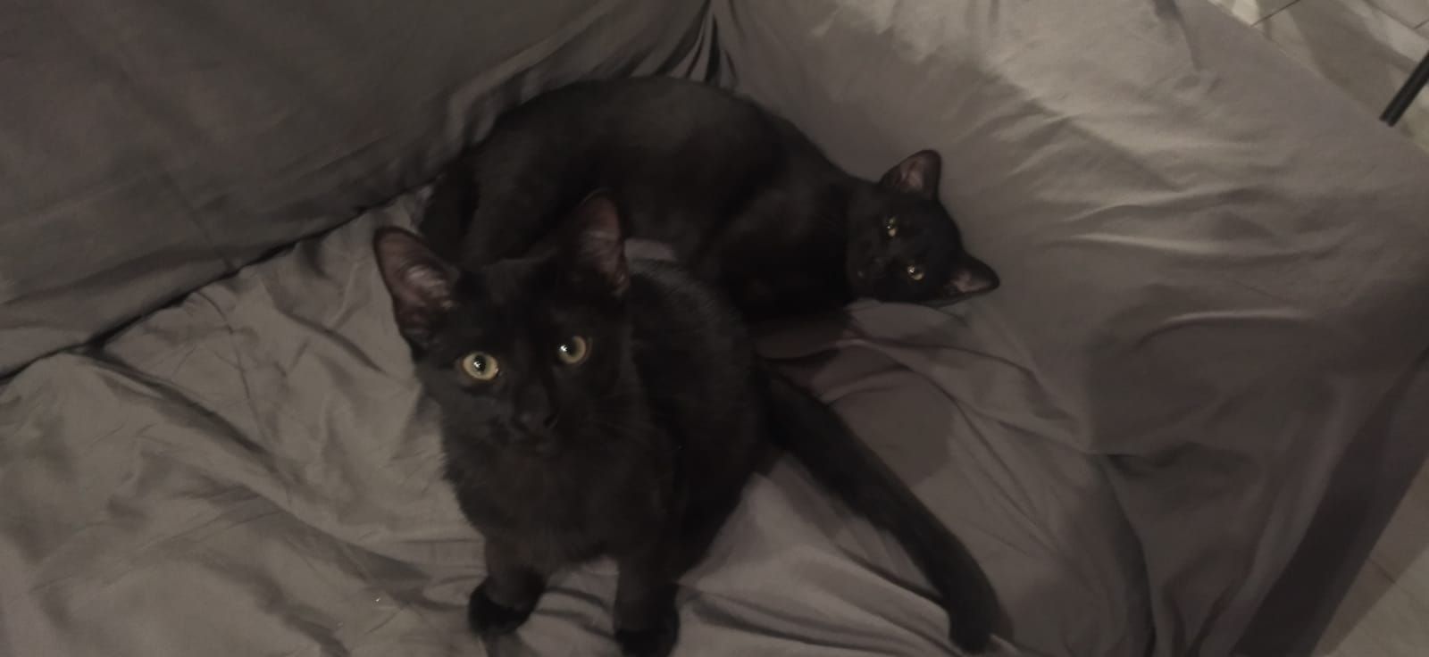 Sky - Via Gaetano Previati, Lecco