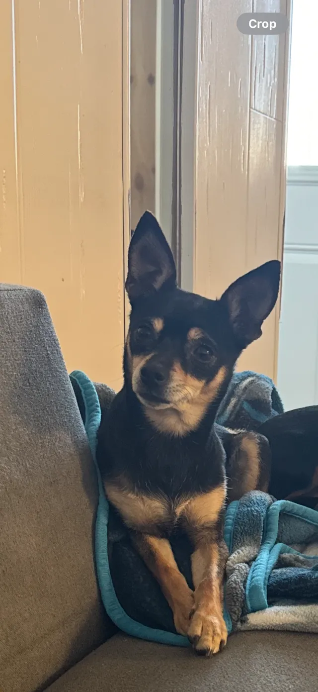 Lulu - Cascade Avenue, Modesto