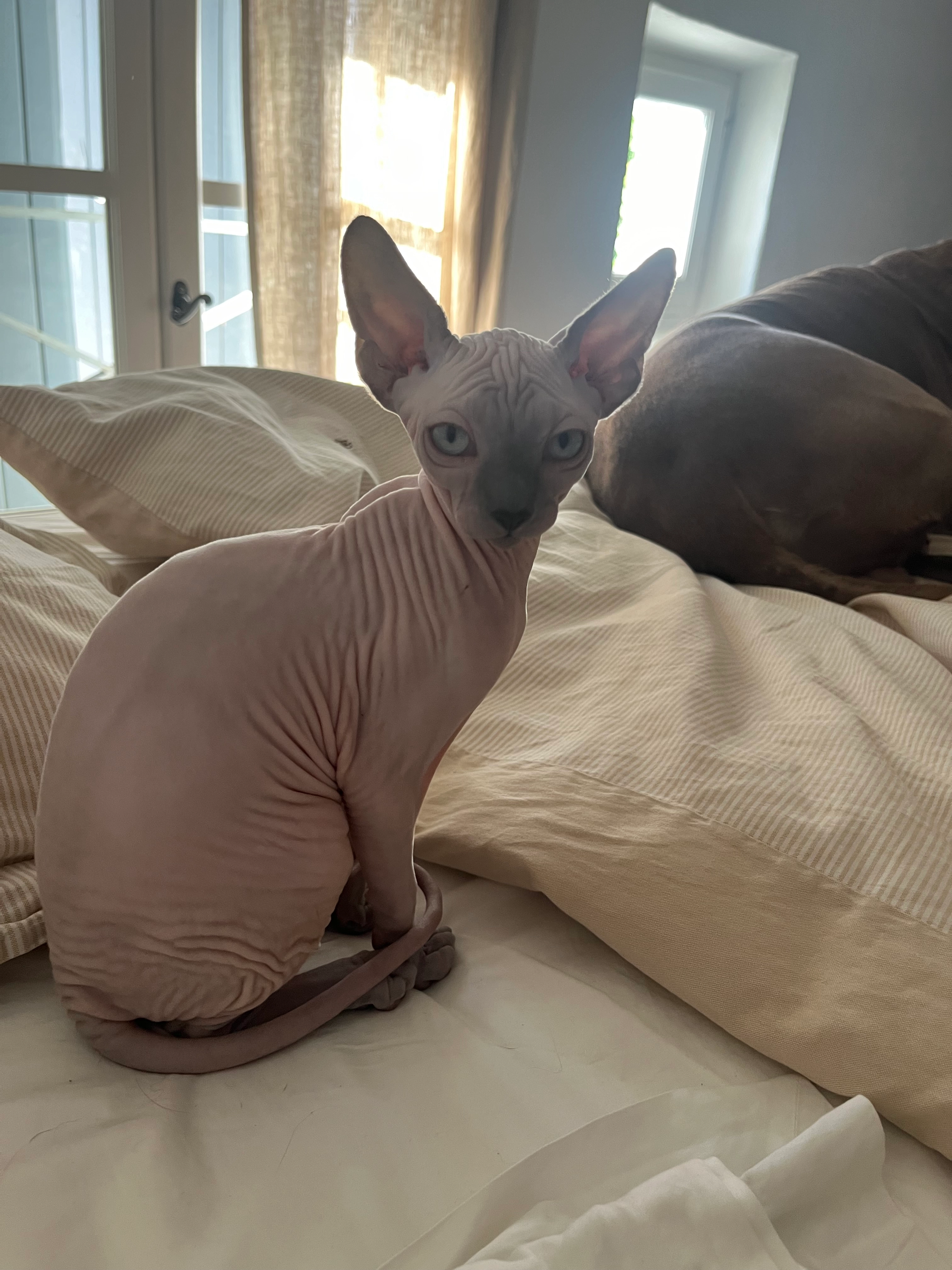 Zarathoustra - Avenue Victor Hugo, Saint-Saturnin-lès-Apt