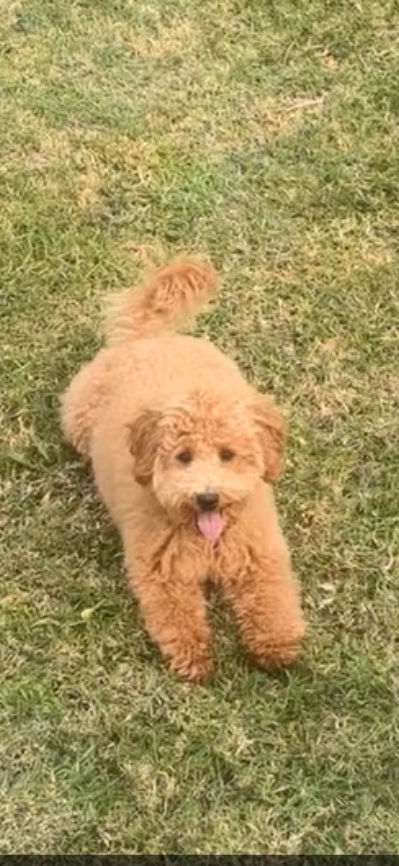 Polly  - Calle Avutarda, Mijas