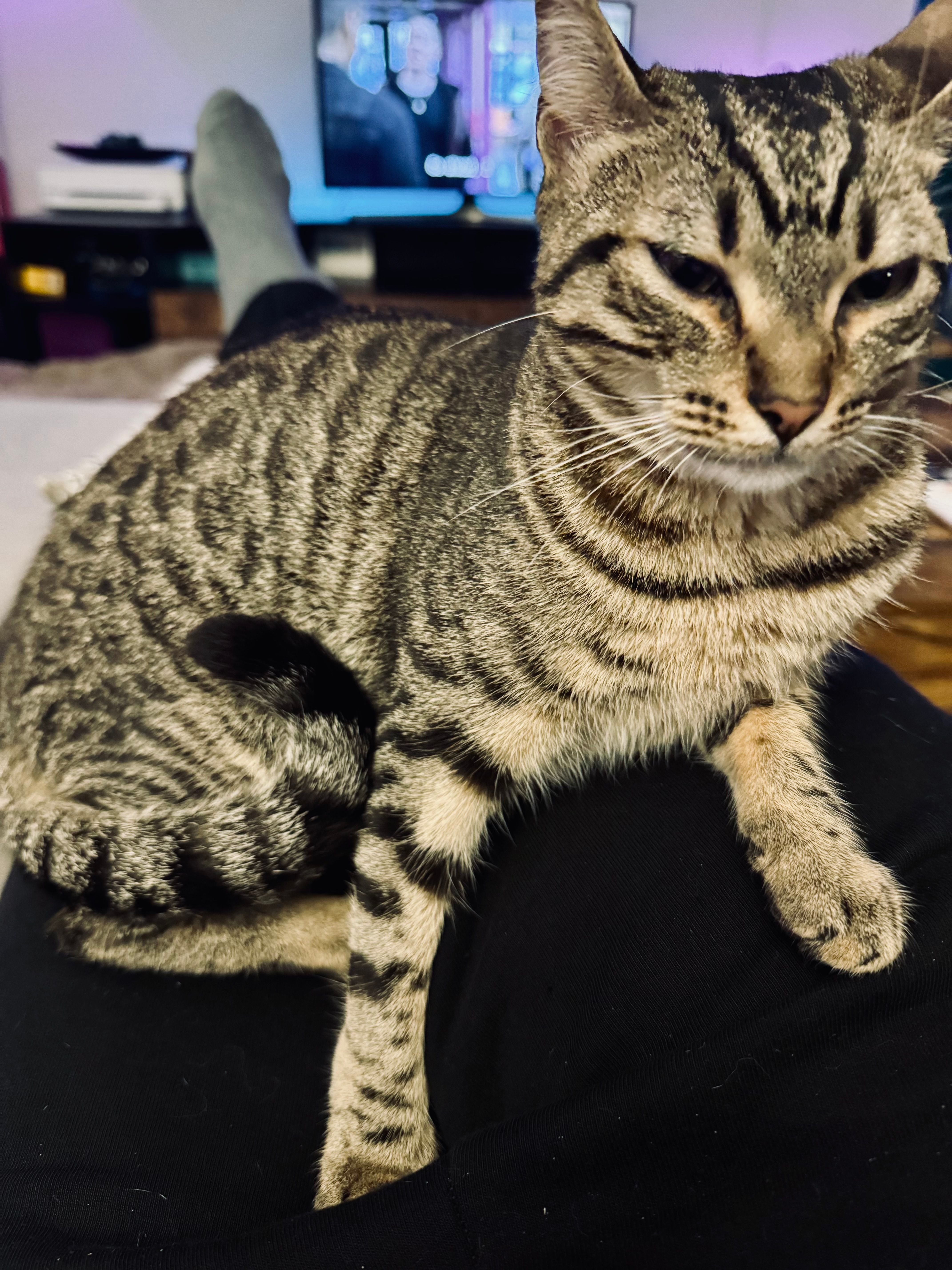 Clara - Φειδιού, Melissia