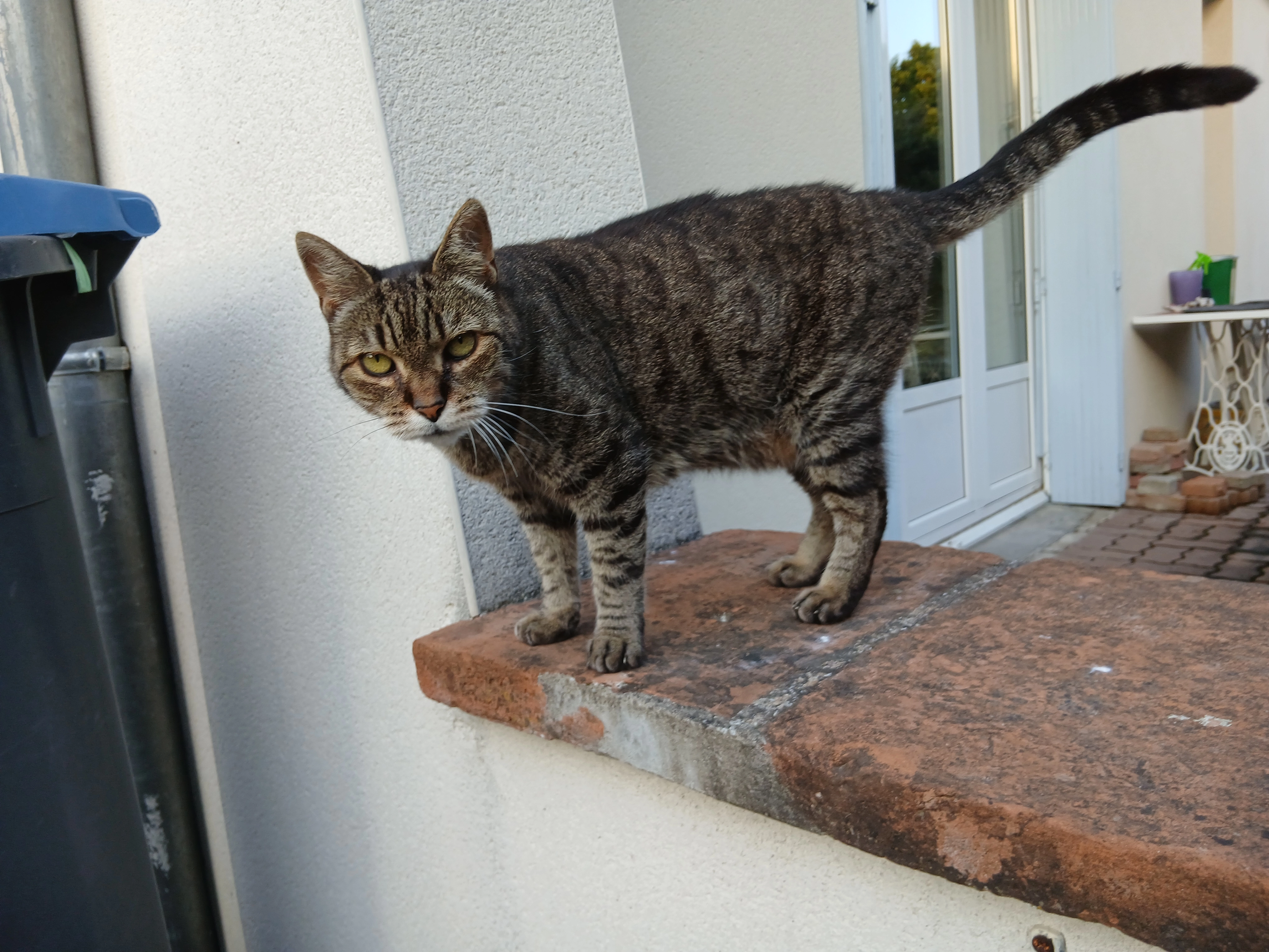 Kiki - Rue de Chambord, Montauban