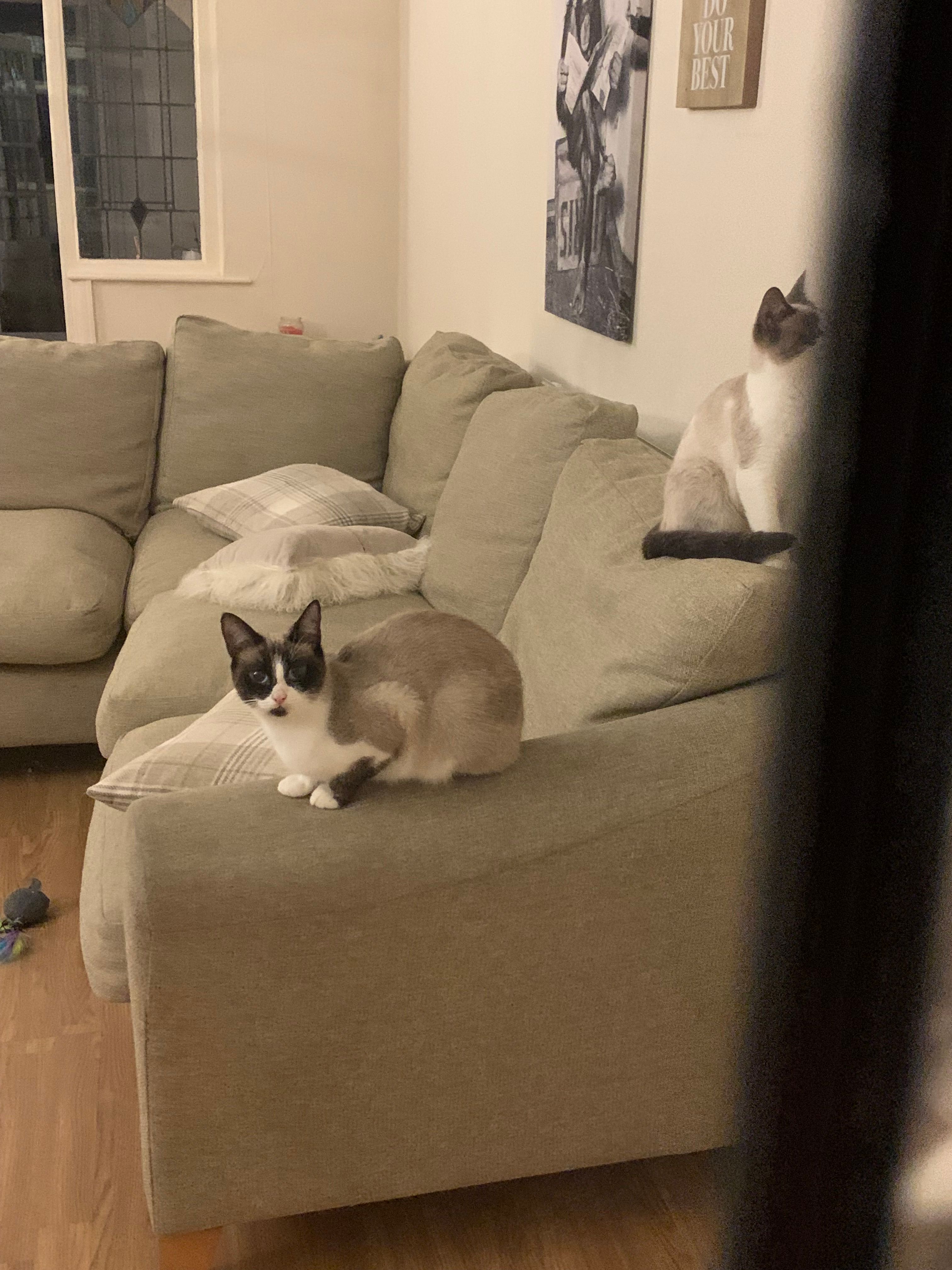 Shadow  - Cleveleys Avenue, Lancaster