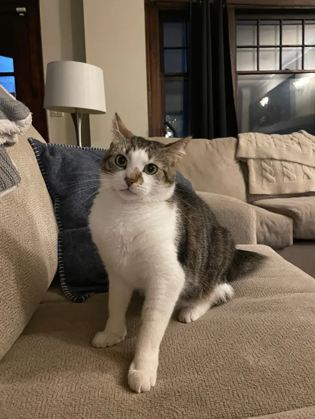 Ollie - 6 Bonus Hill Dr, Scotch Plains