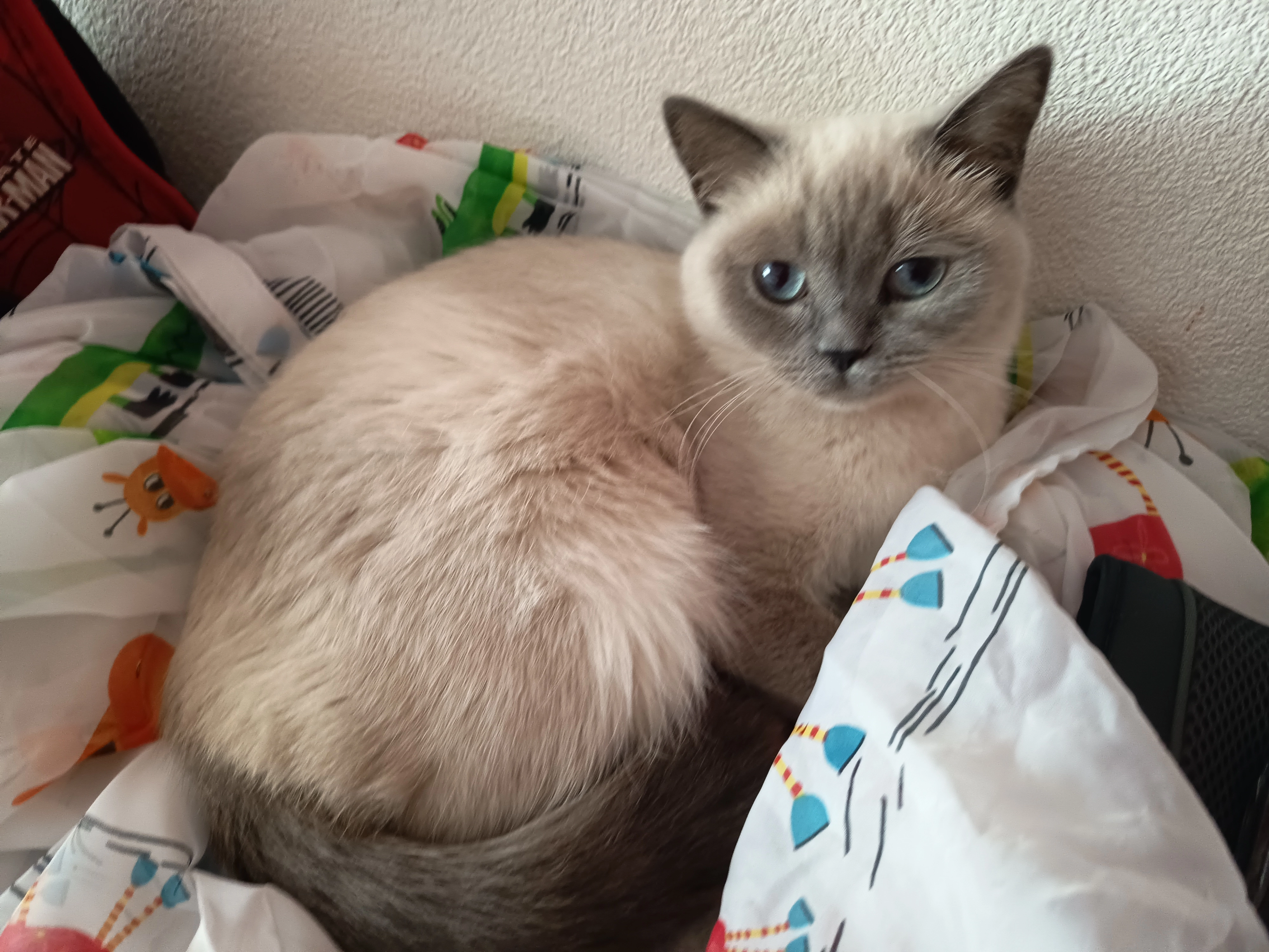 Eva  - Im Knoblach , Nersingen