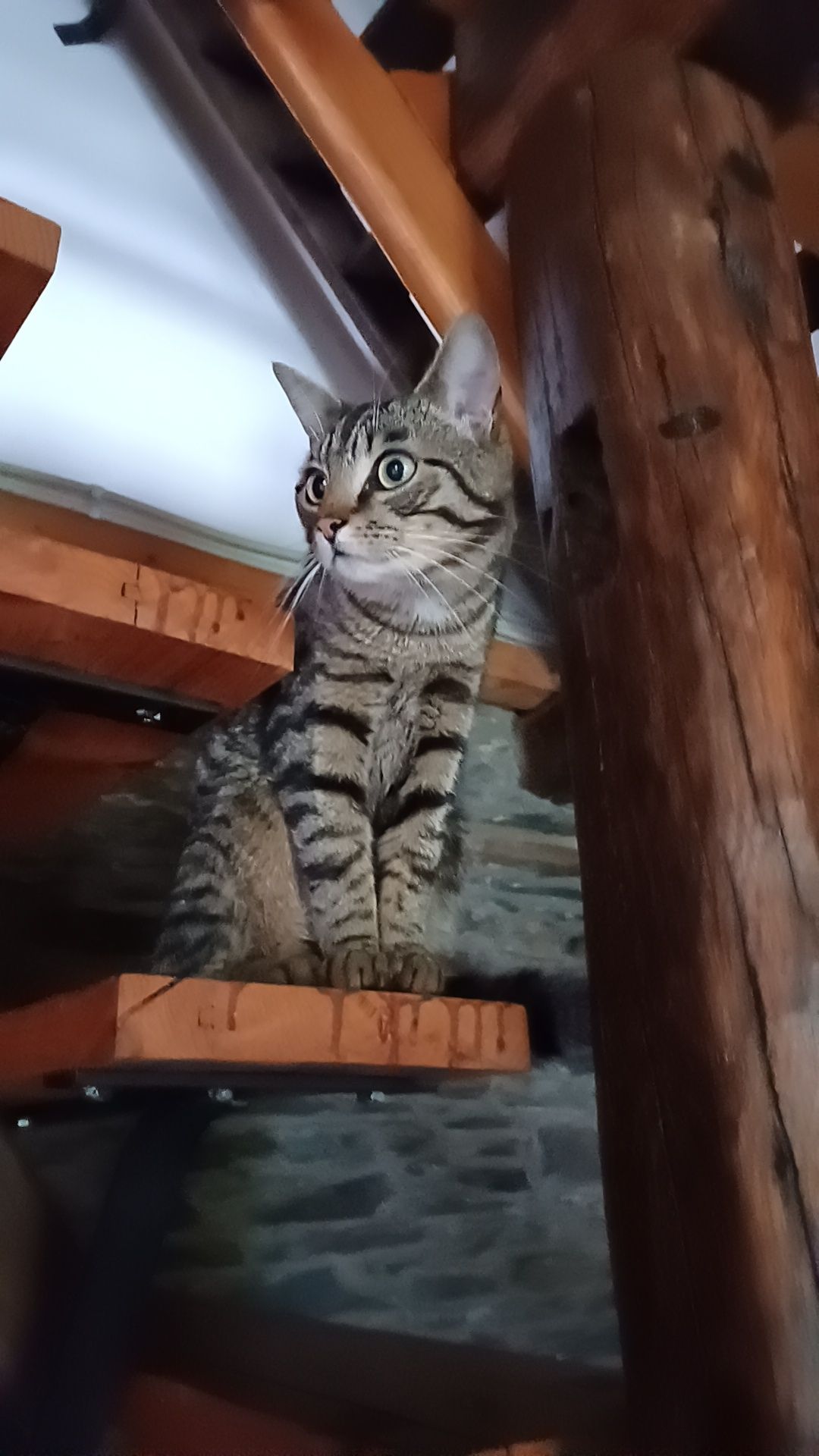 Yolo - Route Du Père Lejeune, Neufchâteau