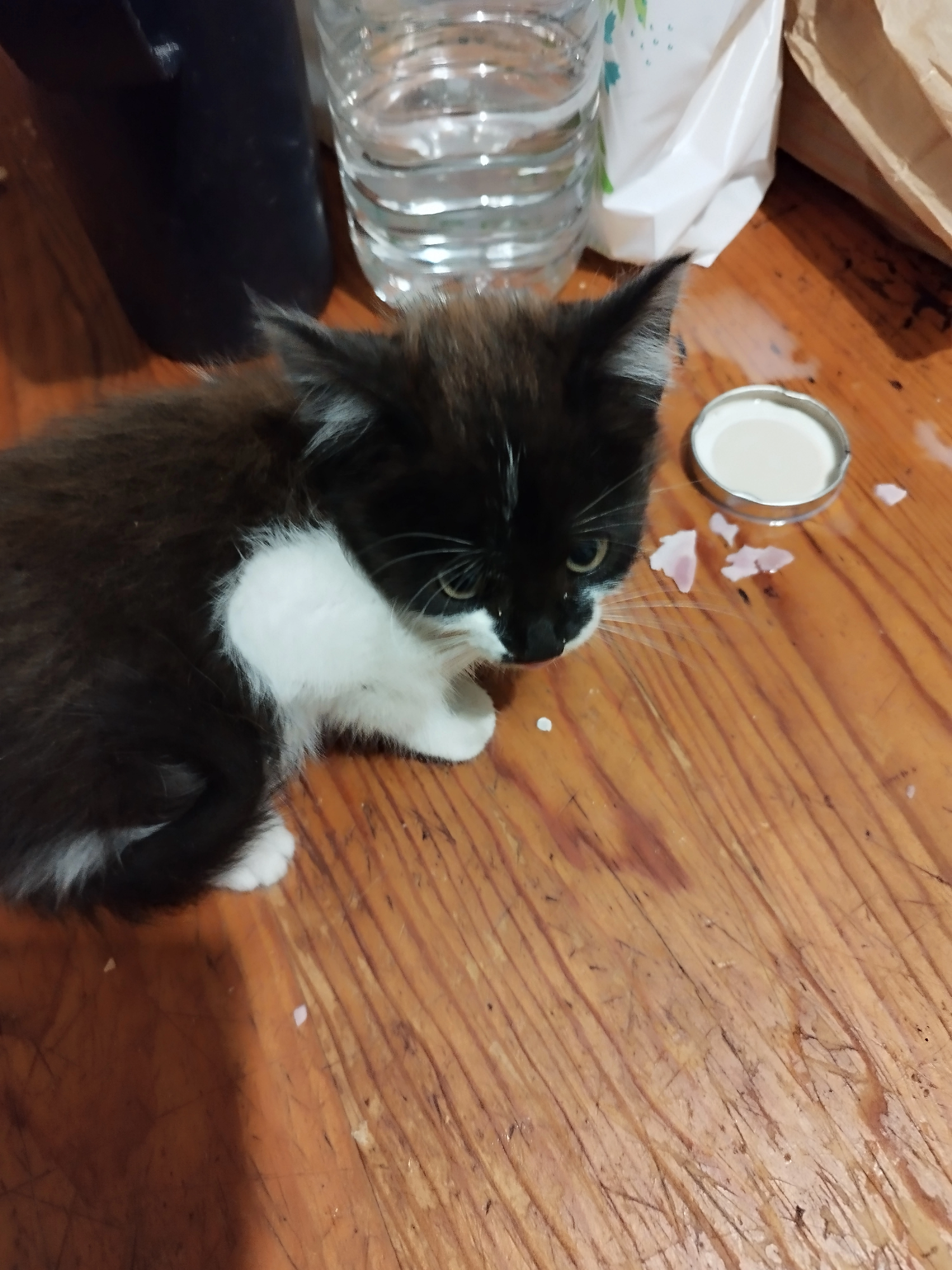 J'ai trouvé  un chaton  - Rue Grande, Frenelles-en-Vexin