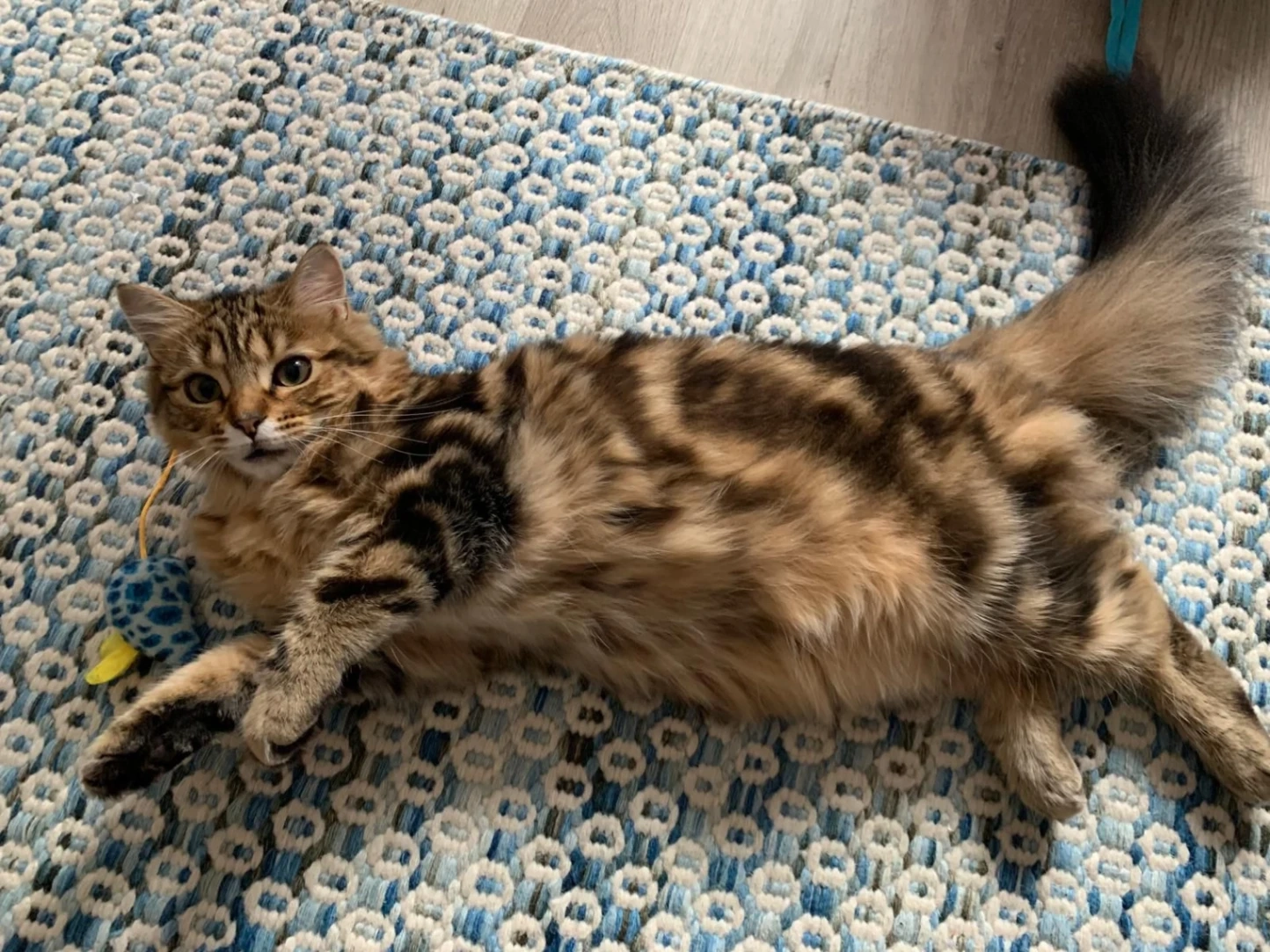 Katinka - Seven Sisters Road, London