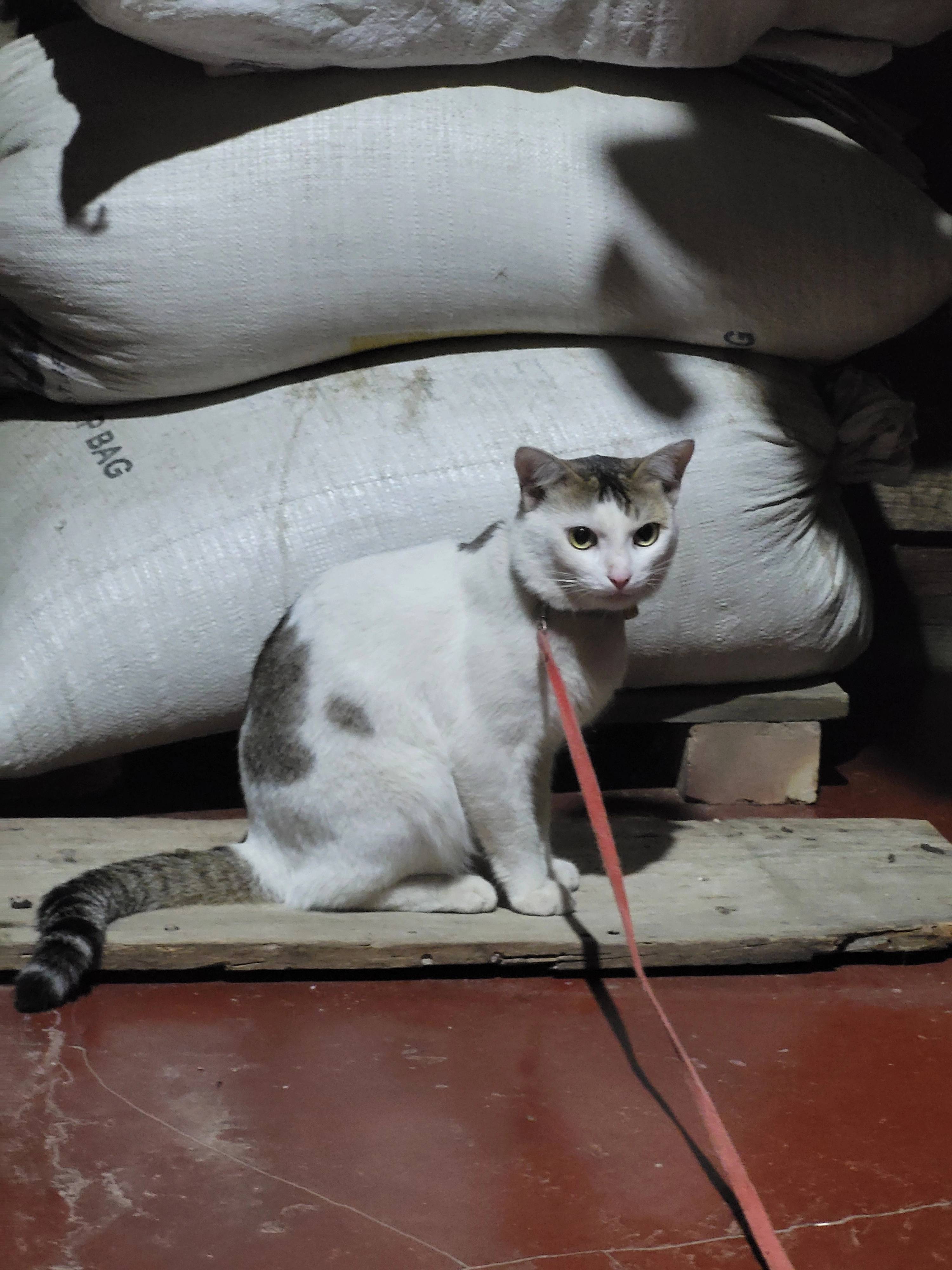 Dingding - Tiddim Road, Imphal