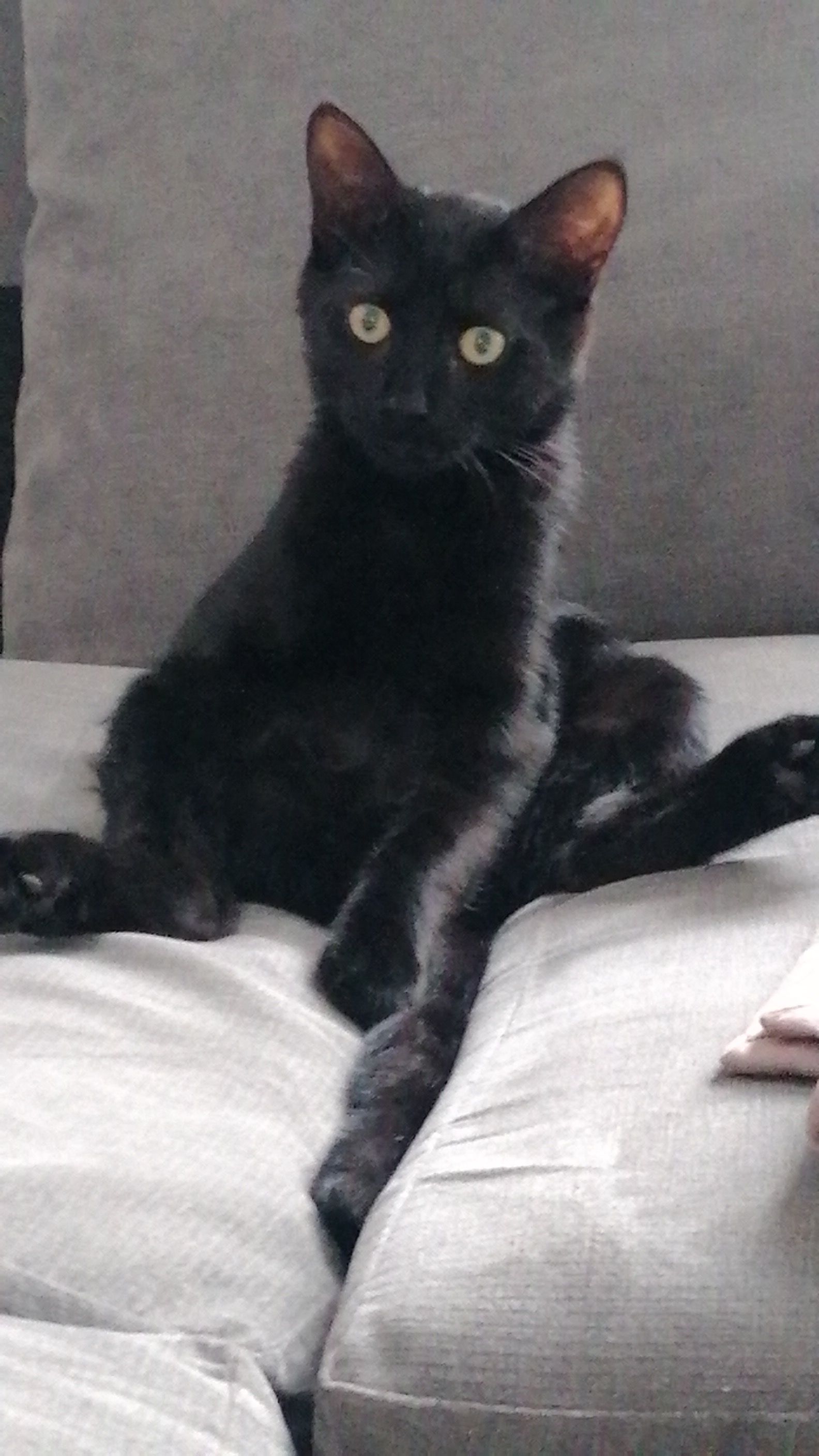 Angus - Silverdales, Sheffield