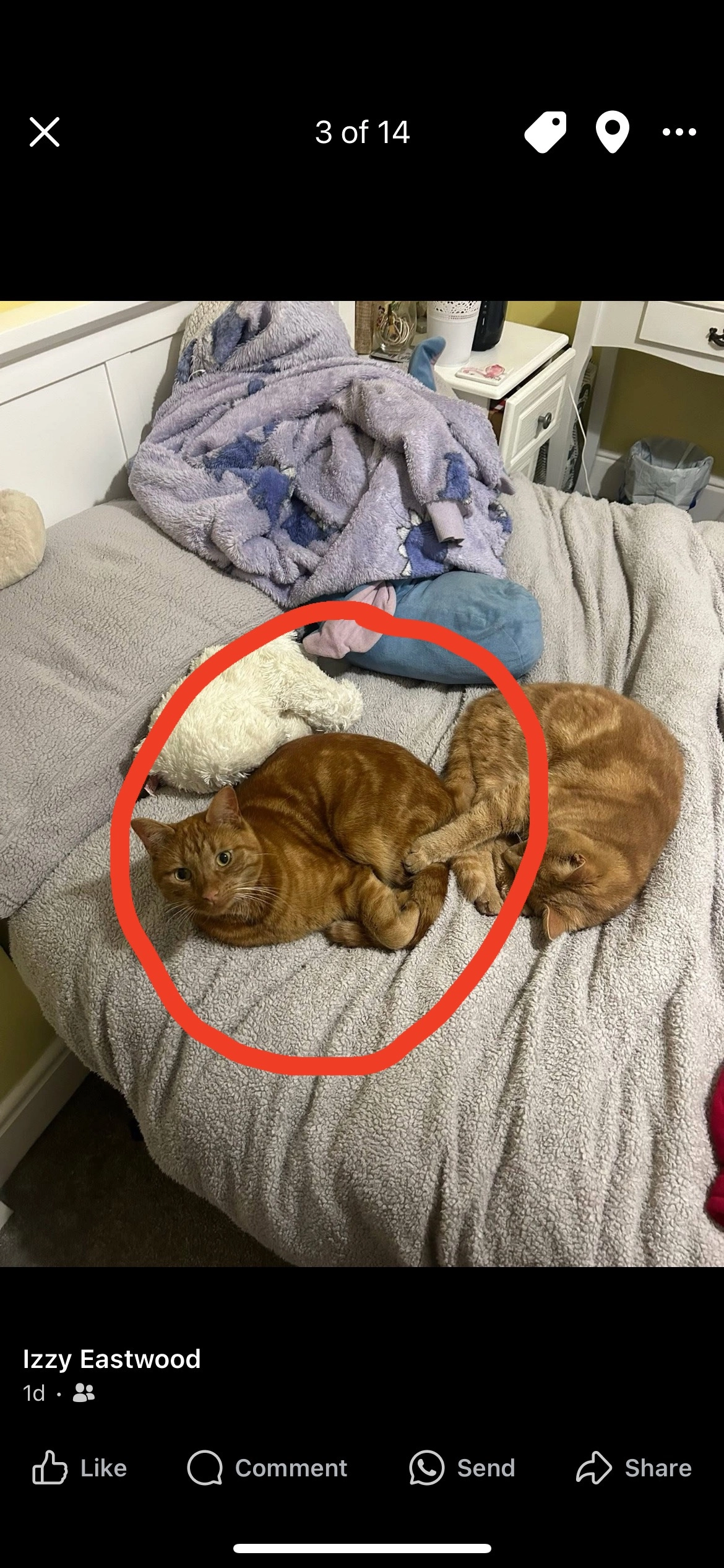 Sully  - Ormesby Bank, Middlesbrough