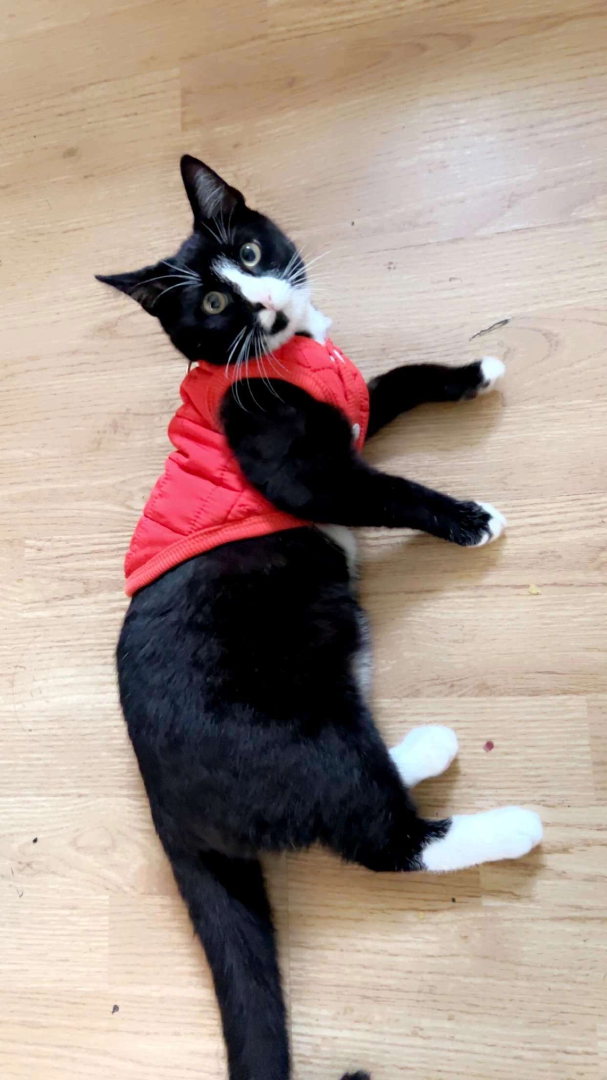 Zelda - Galtee Avenue, Limerick