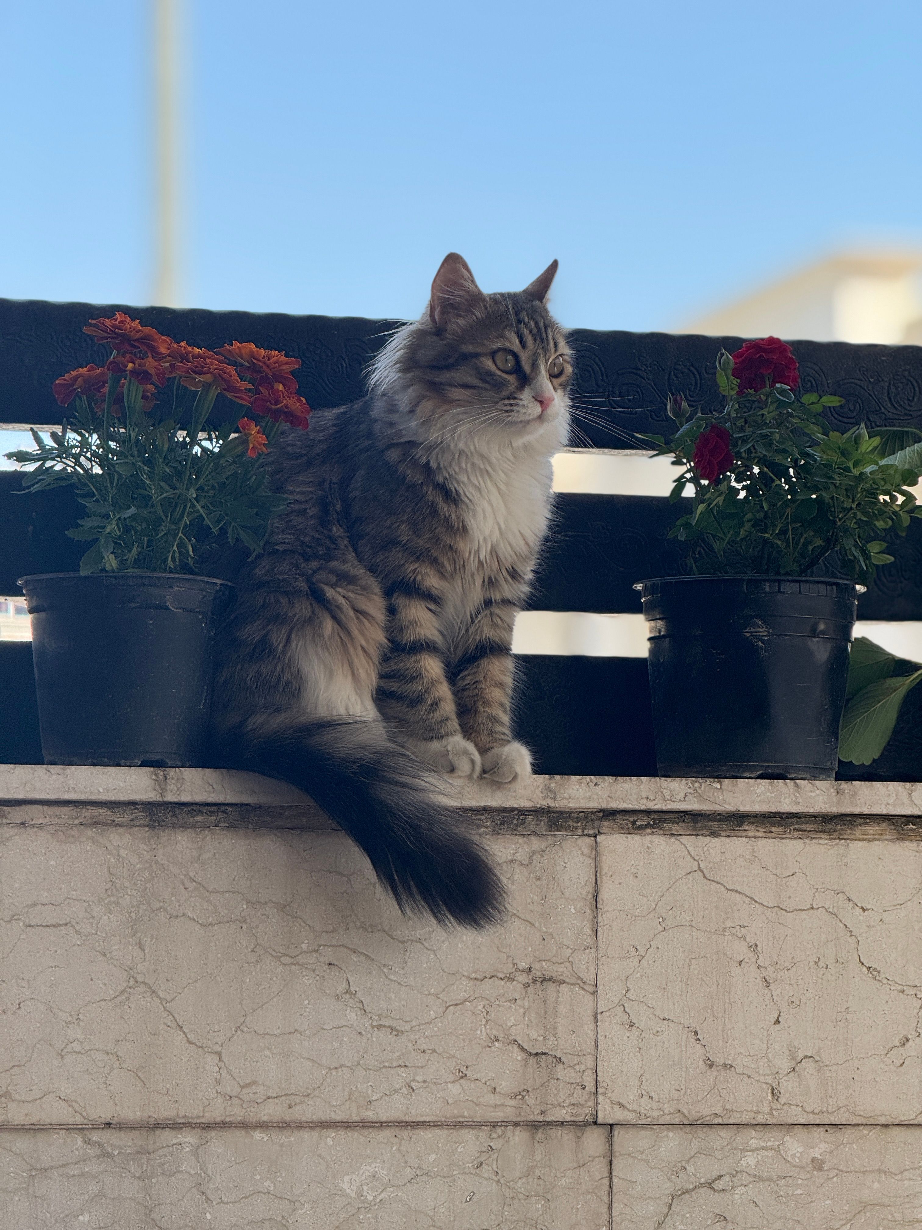 Kitty - 32 Park, Rashkin