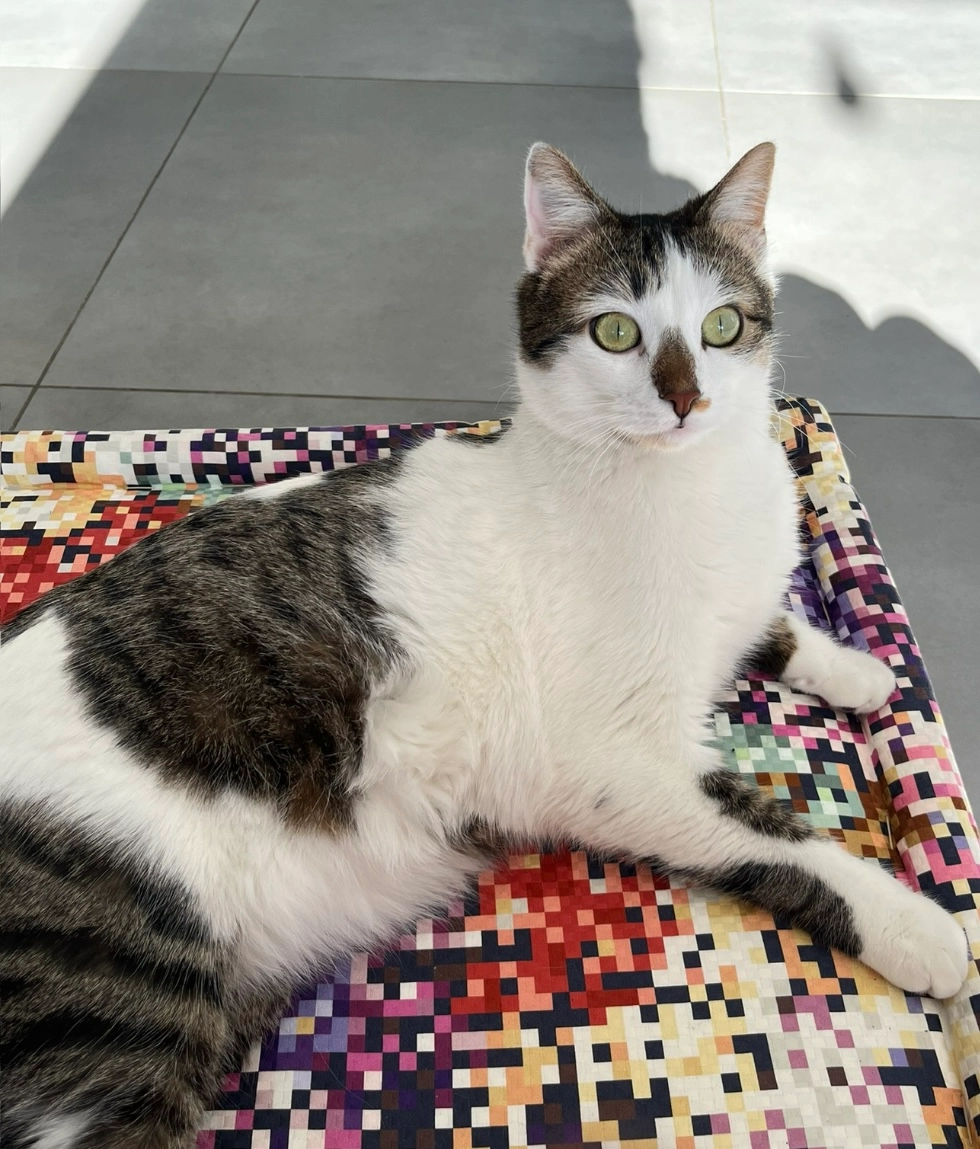 Snow  - Impasse du Lanfonnet, Saint-Jorioz