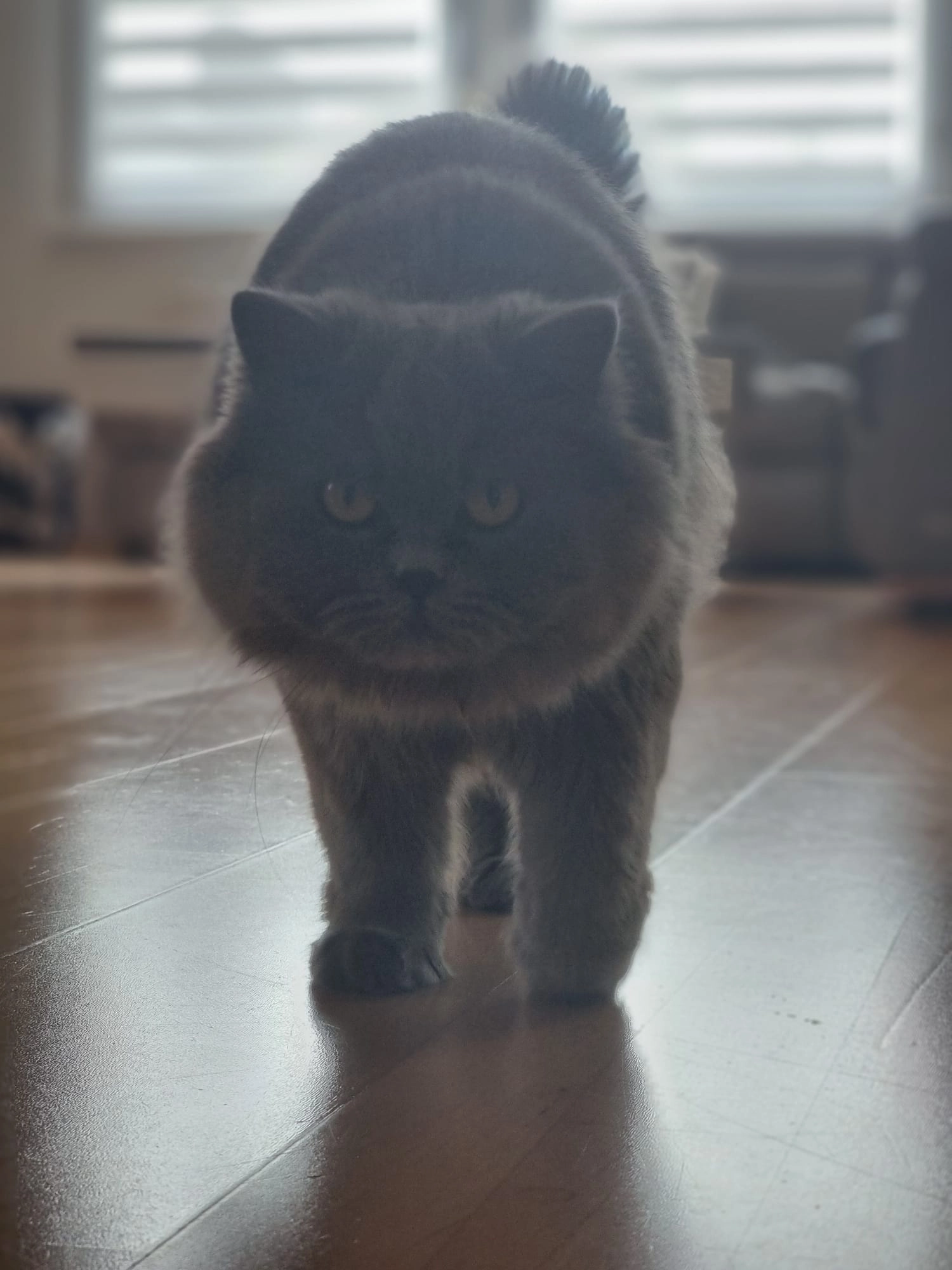 Sina  - Stadtmühlenfeld, Donauwörth