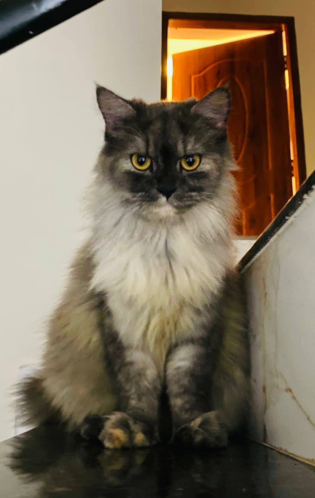 Sundae - Bejai New Road, Mangaluru