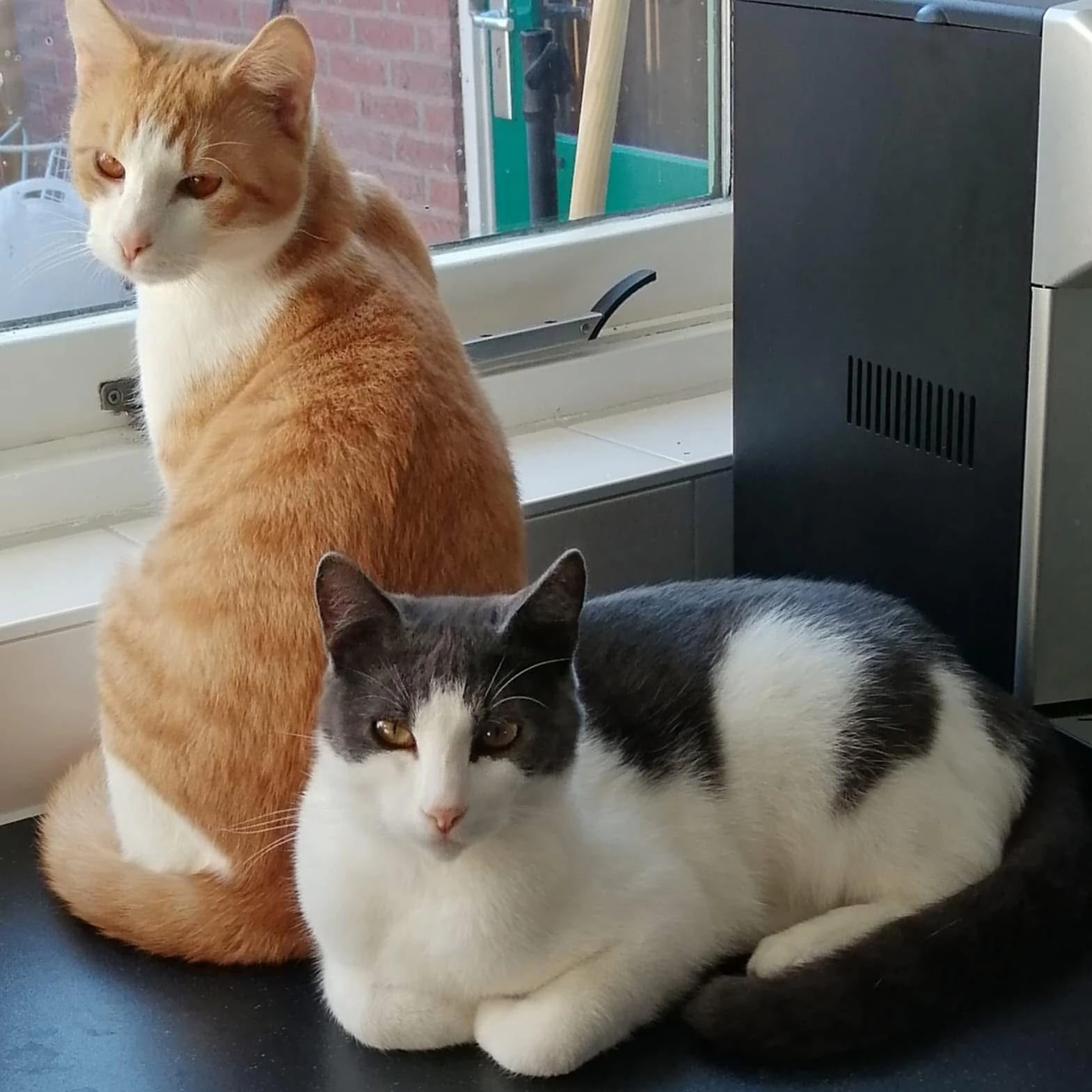 Jerry - Suster Van De Vegtstrjitte, Akkrum