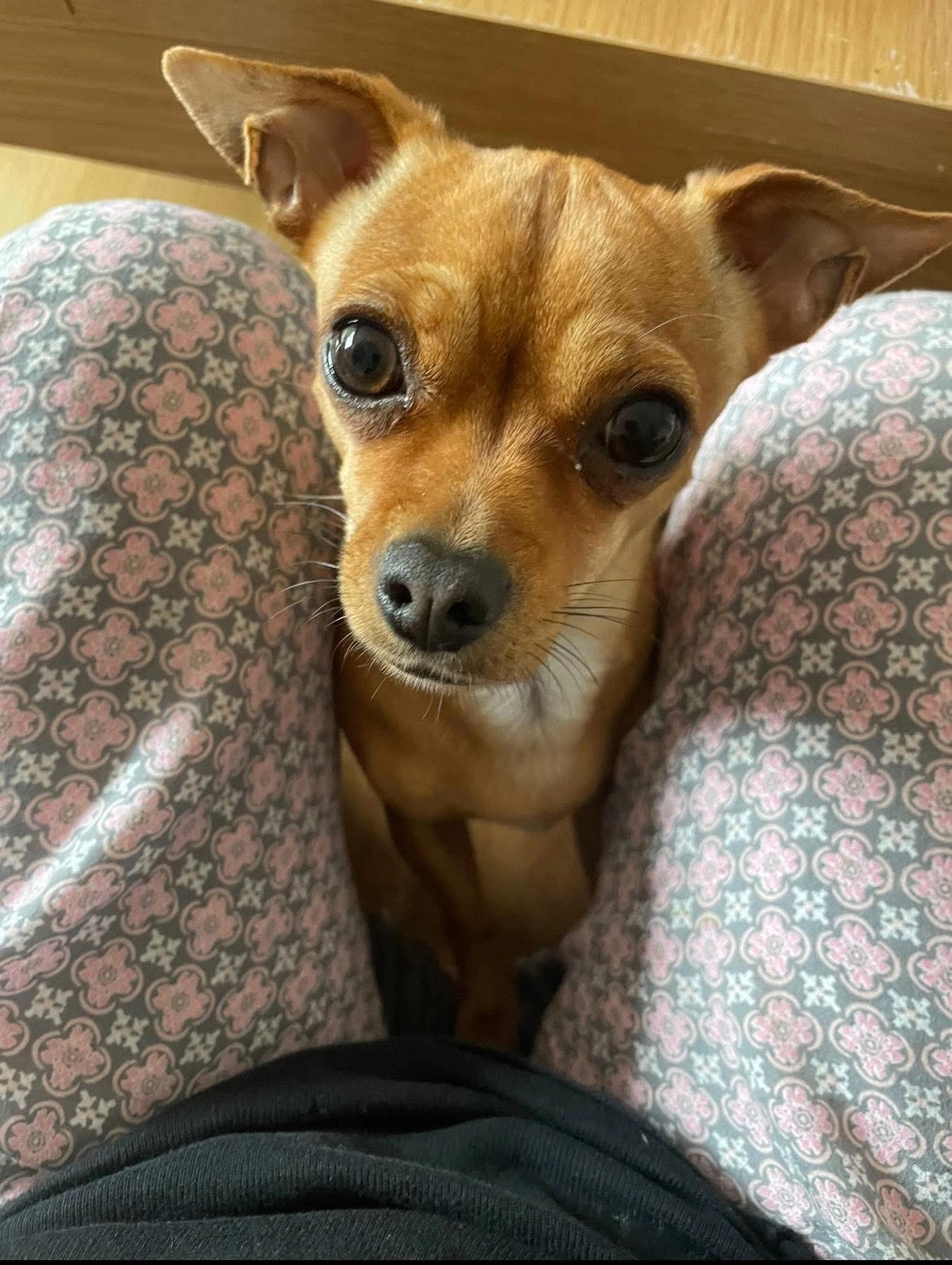 Luna - Bassett's Forge, Wadhurst