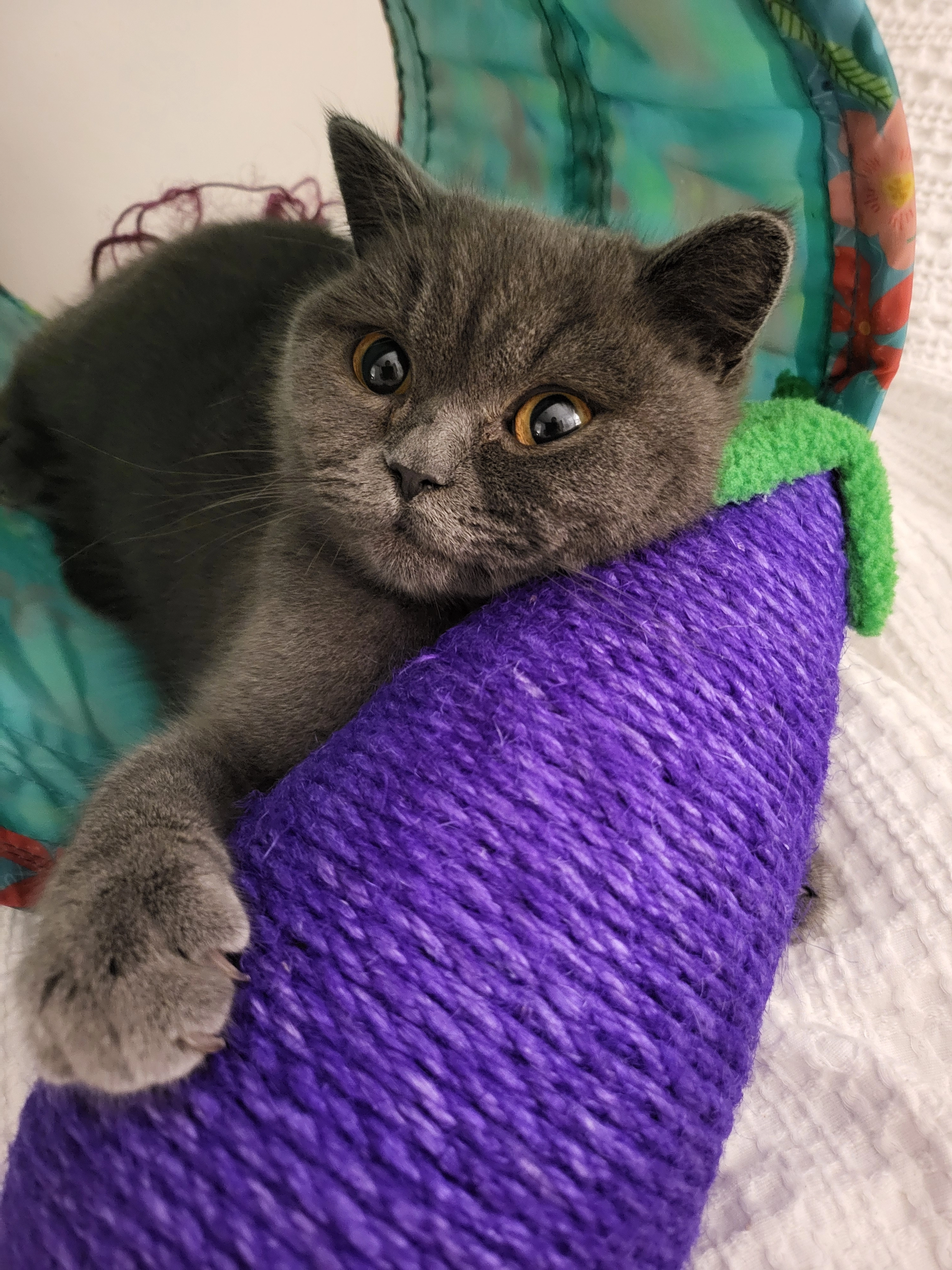 Skye  - Holly Street, Blackburn