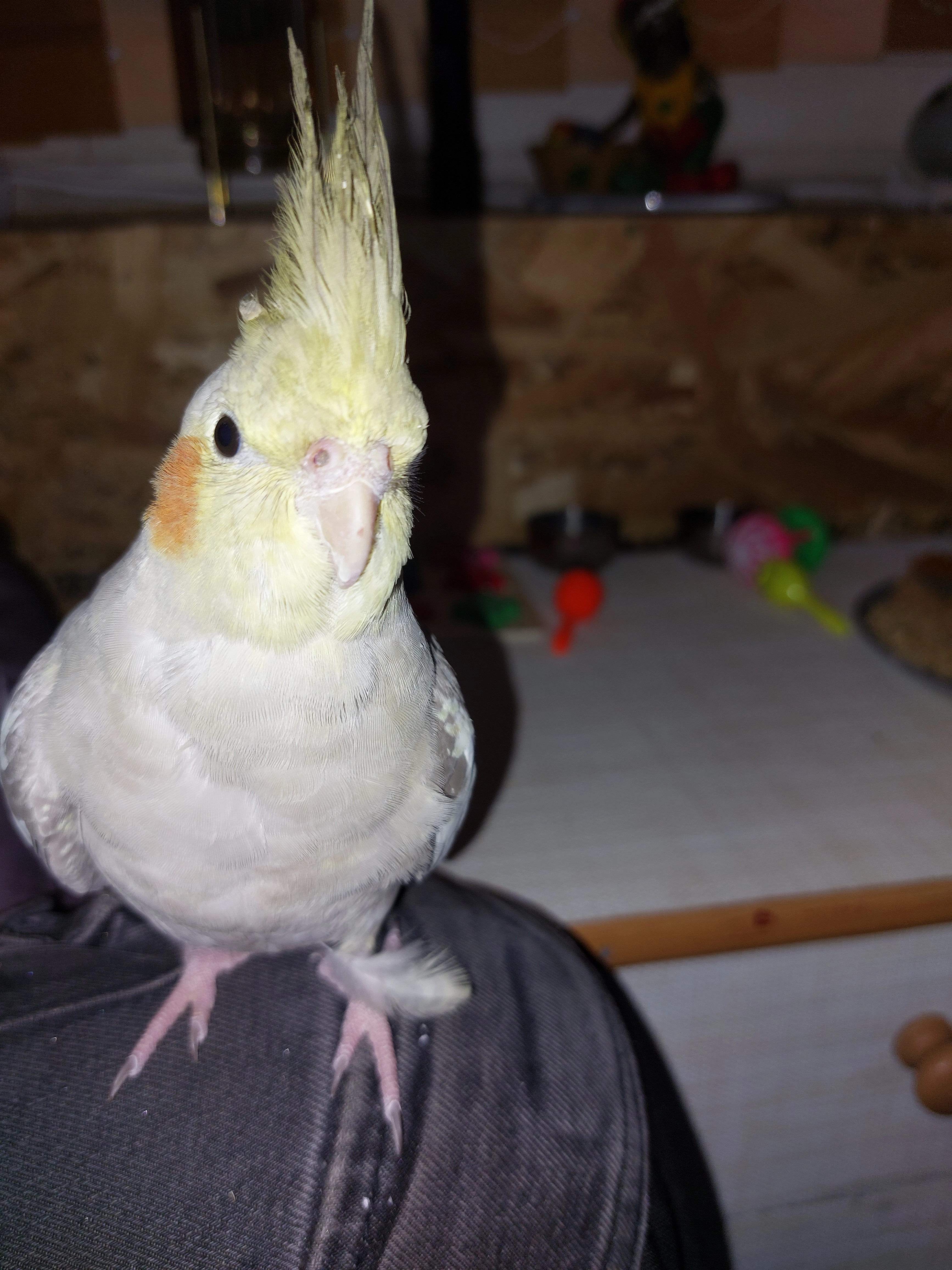 Nala  - 8431, Gralla