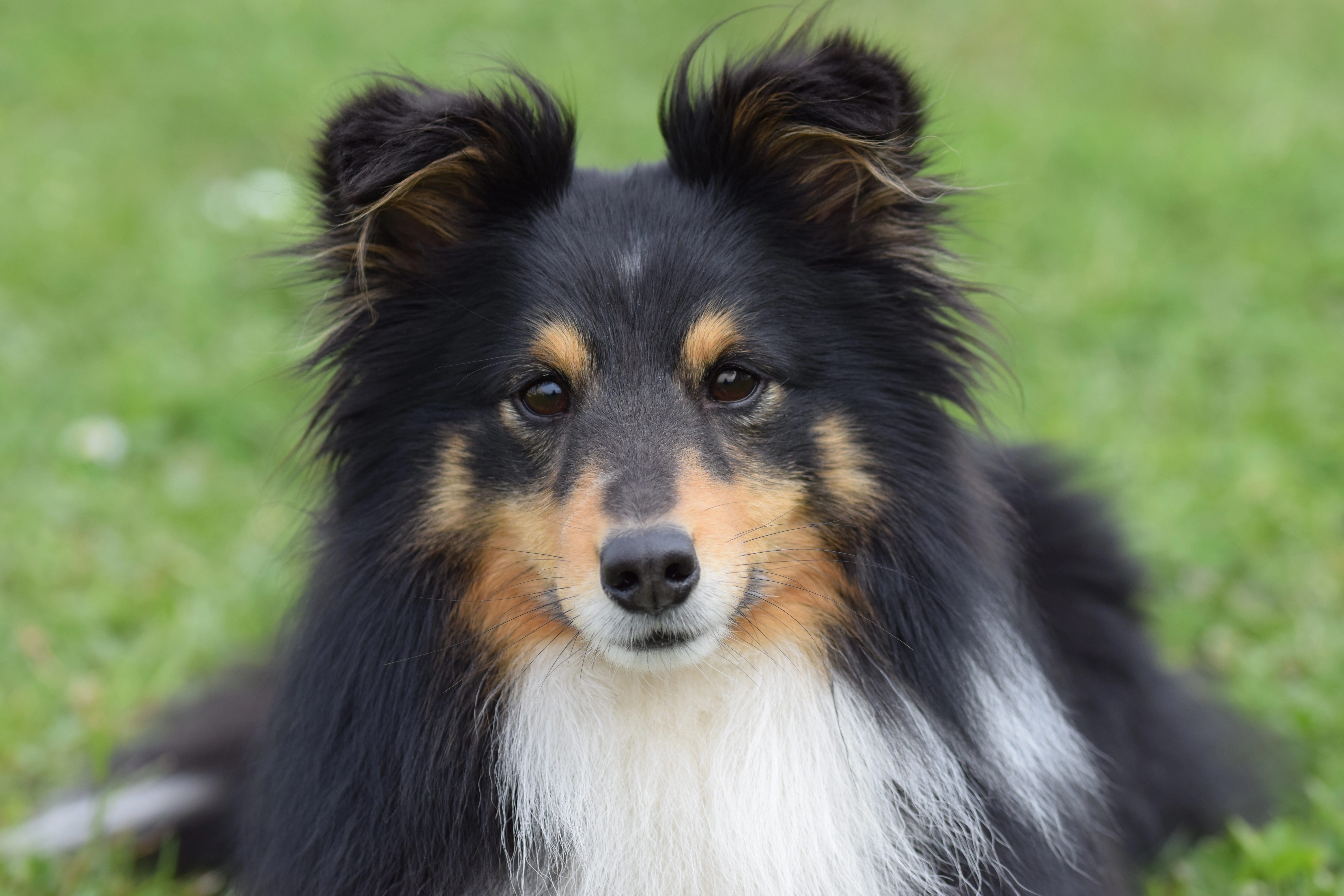 Mustang - Chemin De L'île, Saint-Just-Saint-Rambert