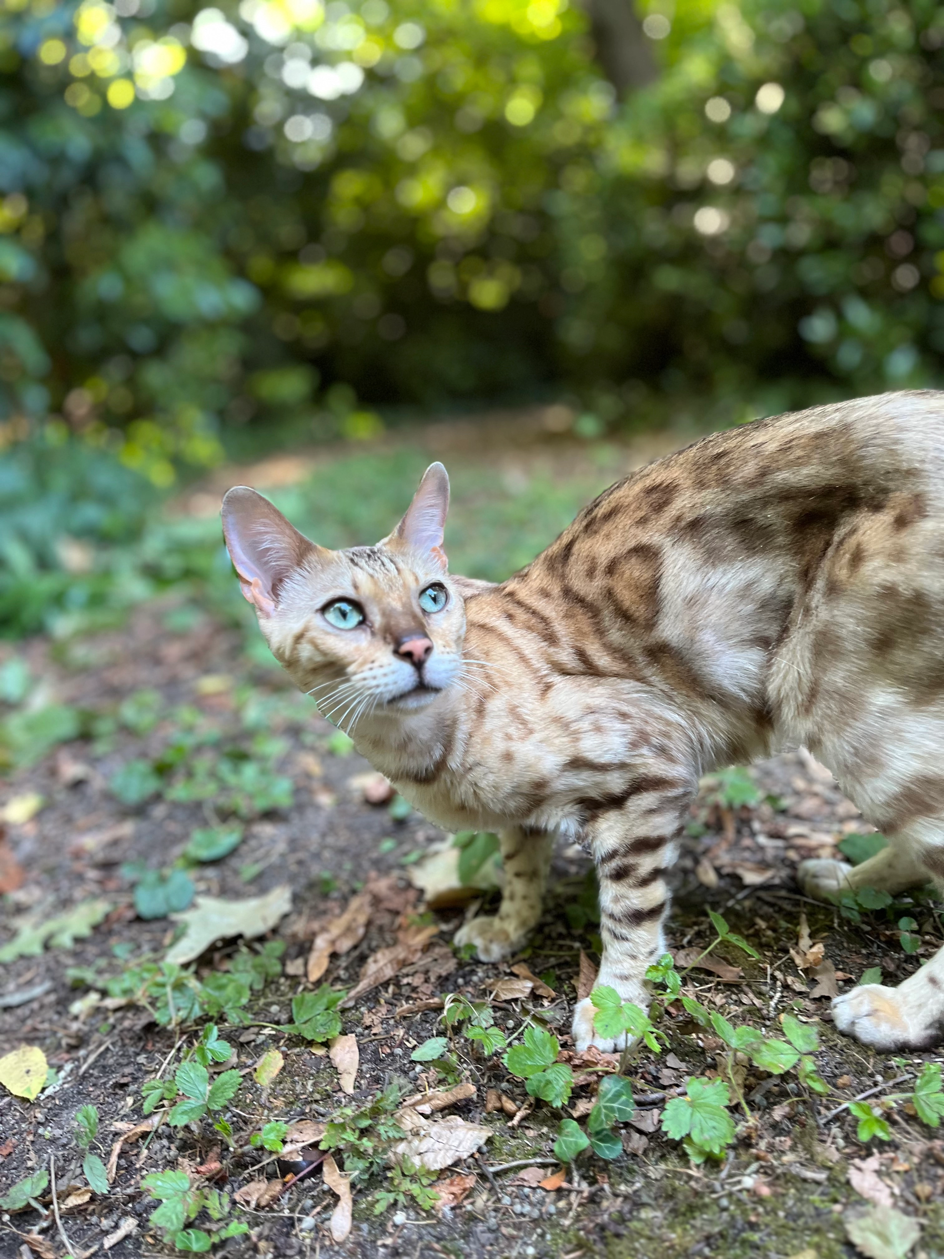je ne sais pas - 49 Avenue de la Paix, Saint-Jean-de-Braye