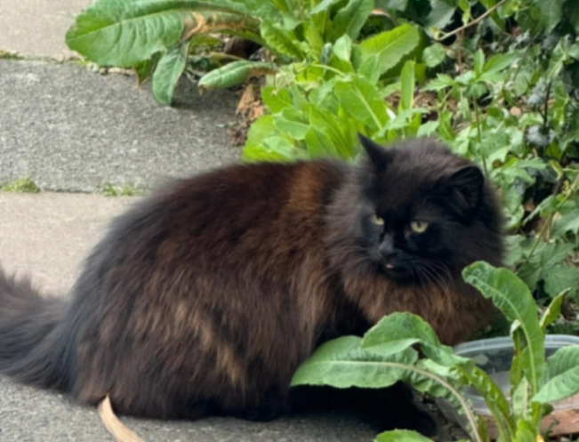 Muffin - Goldsmith Avenue, London