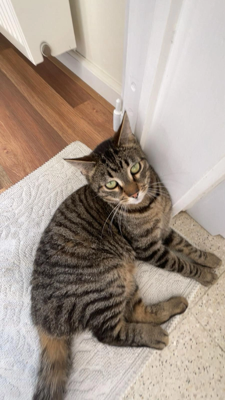 Jimmy  - Schaaphofweg 5, Roeselare