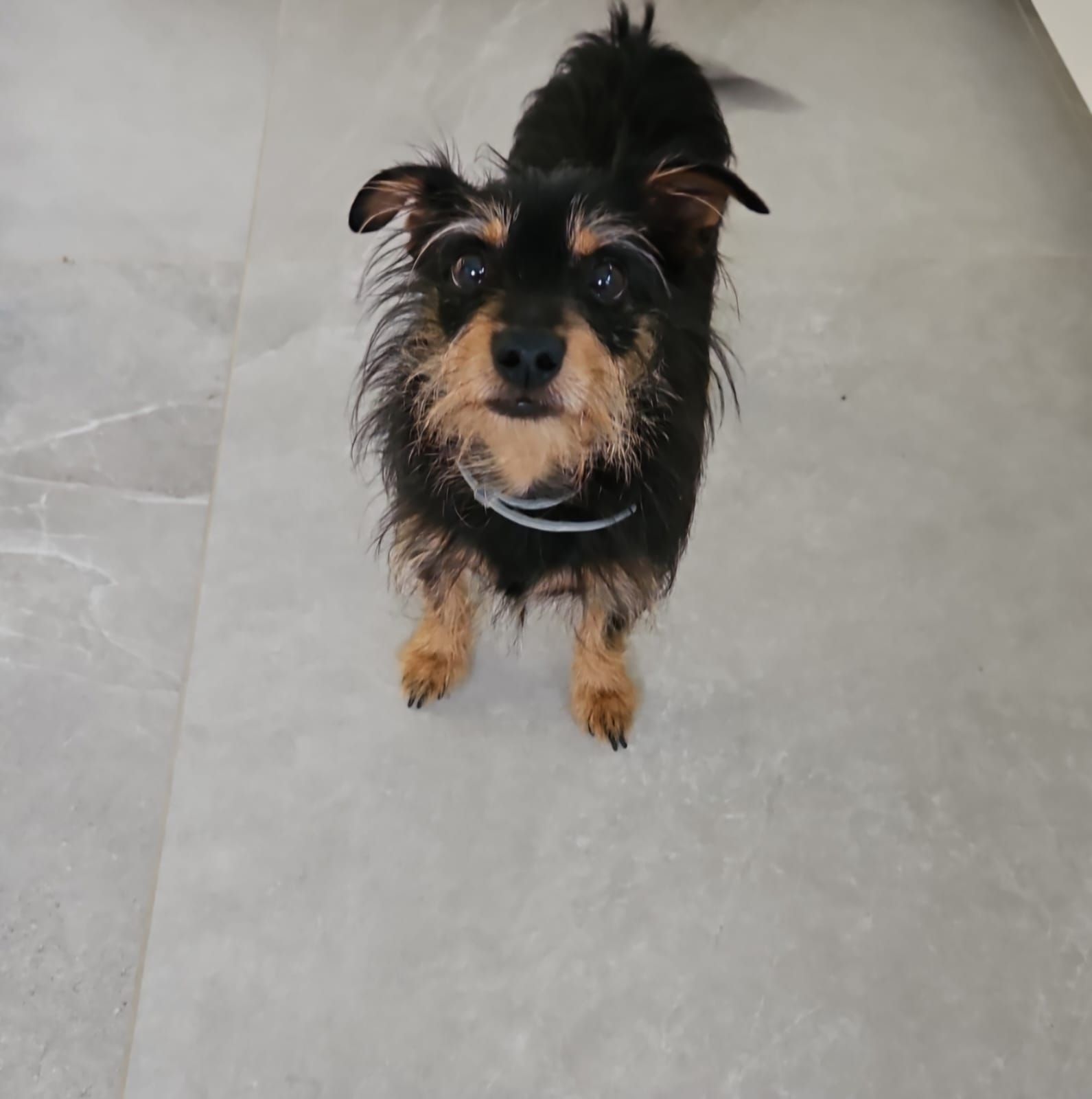 Simba - 208 Route des Bois Rosset, Arthaz-Pont-Notre-Dame