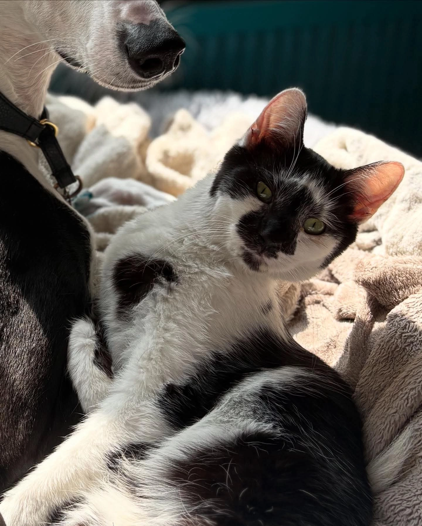 Figaro  - 56 Avenue Gaspard Malo, Dunkerque