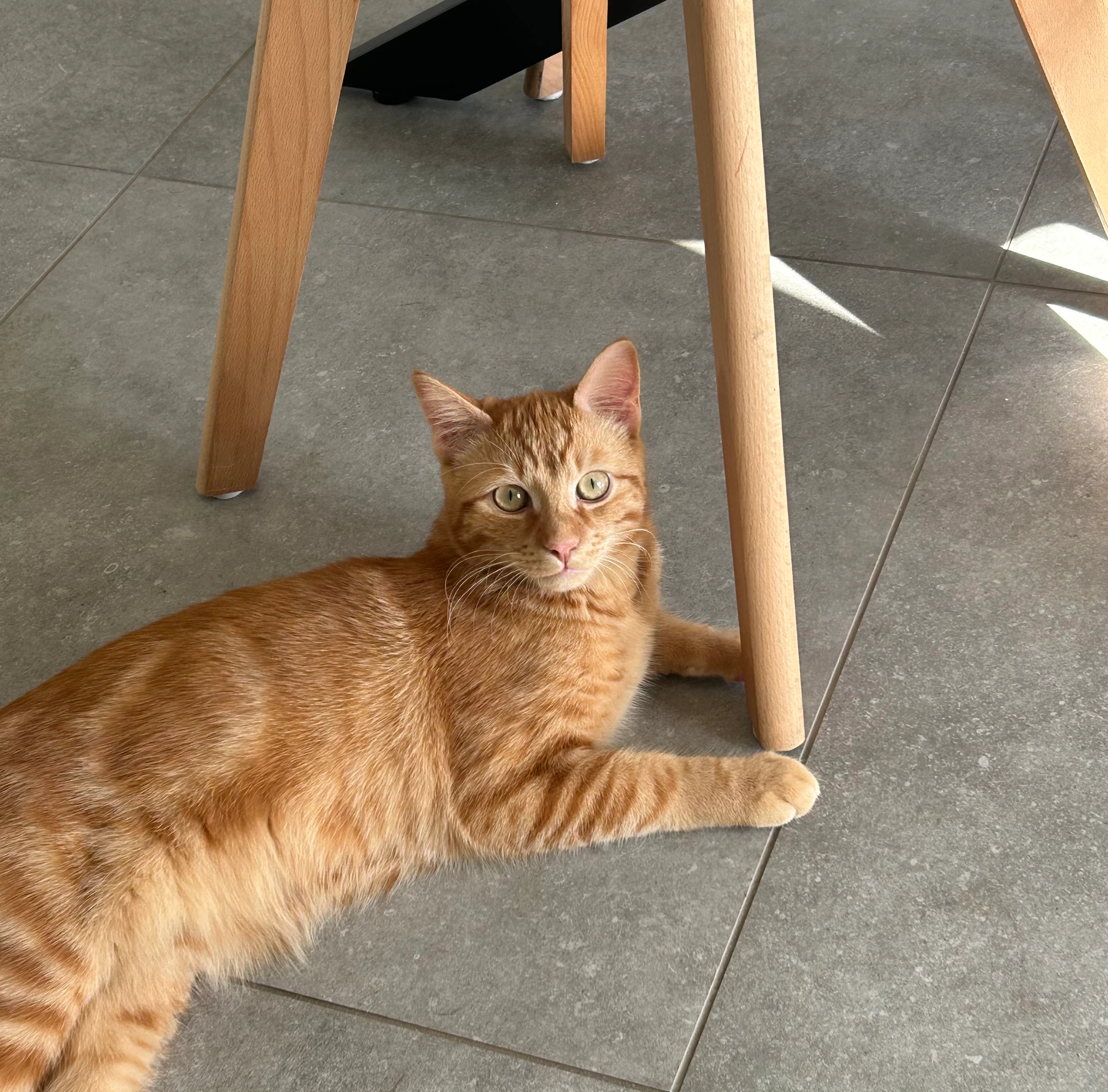 Simba - Rue de la Vouée Juetta, Visé