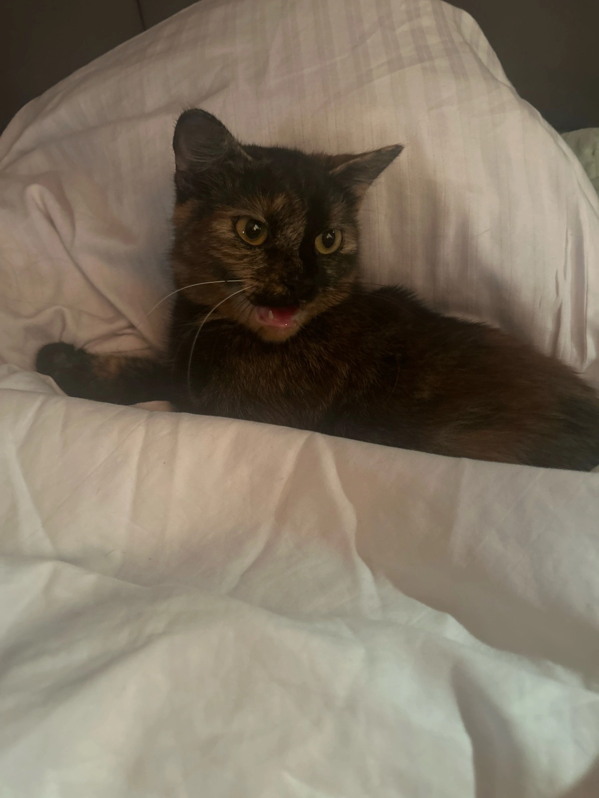 missa - Brookkehre 31, Hamburg