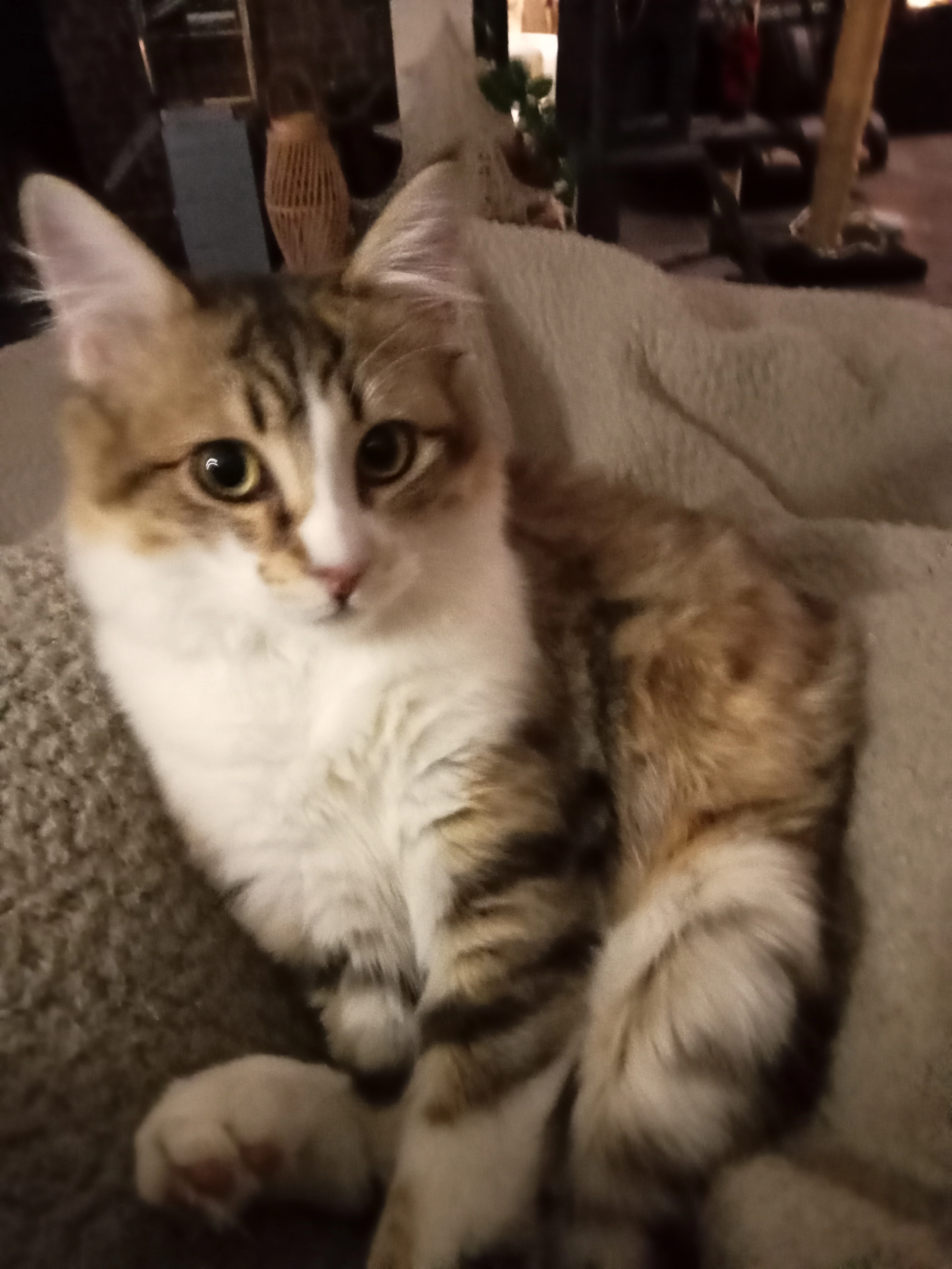 BAMBOO - Route du Bas, Saint-Pierre-de-Mons