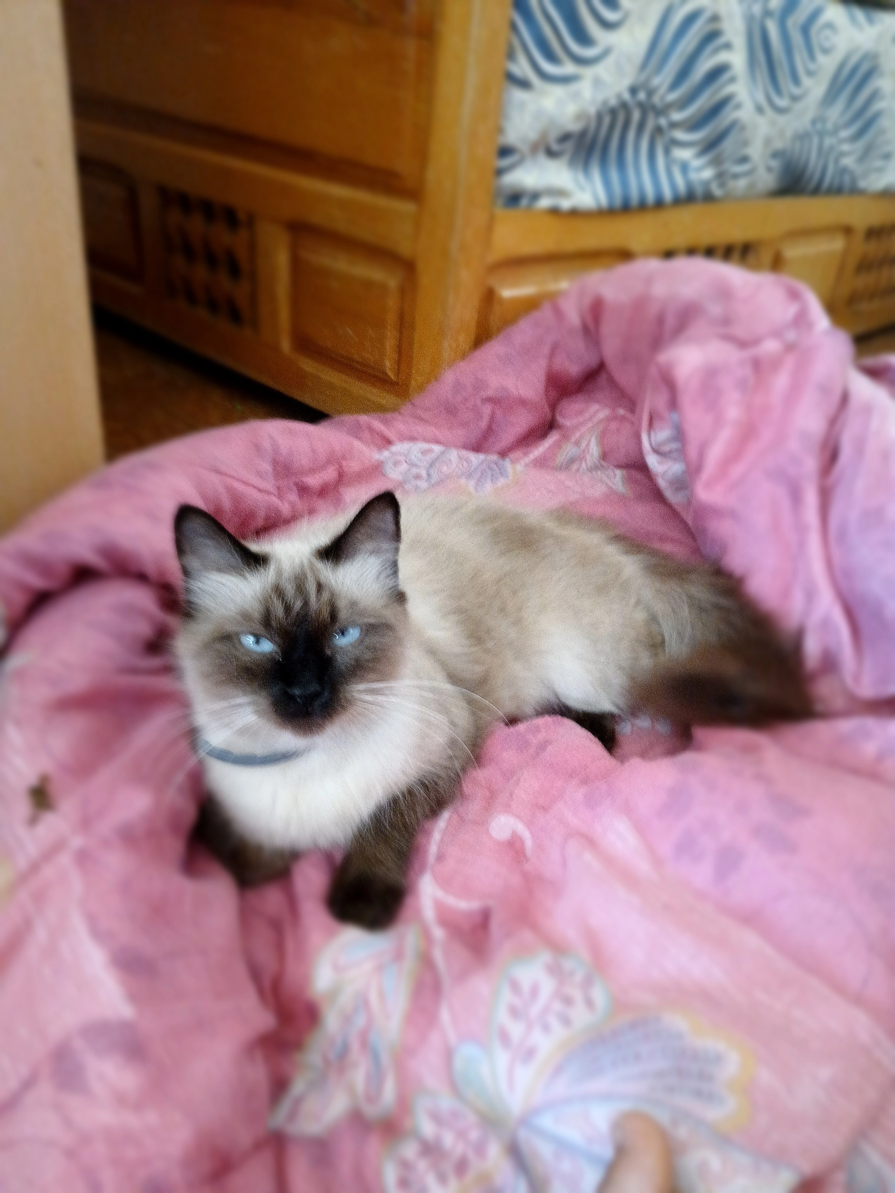 Diamant  - 17 Avenue de la Gare, Champvans