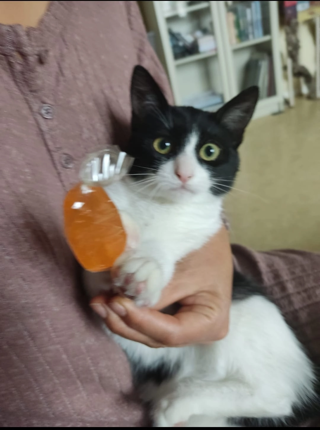 Juanita  - 12 Rue des Marronniers, Fonbeauzard