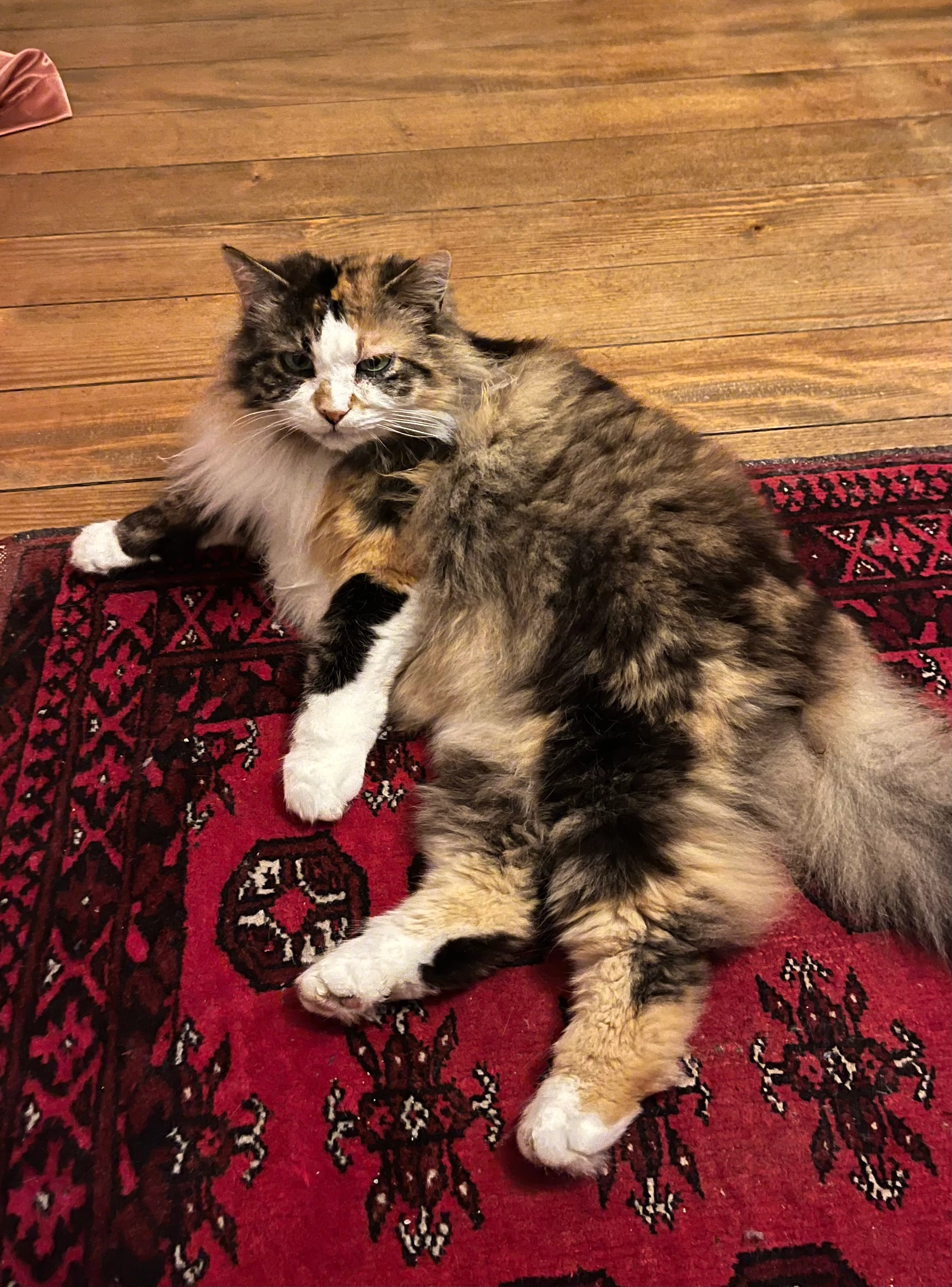 Frau Holunder - Langgasse 37, Winterthur