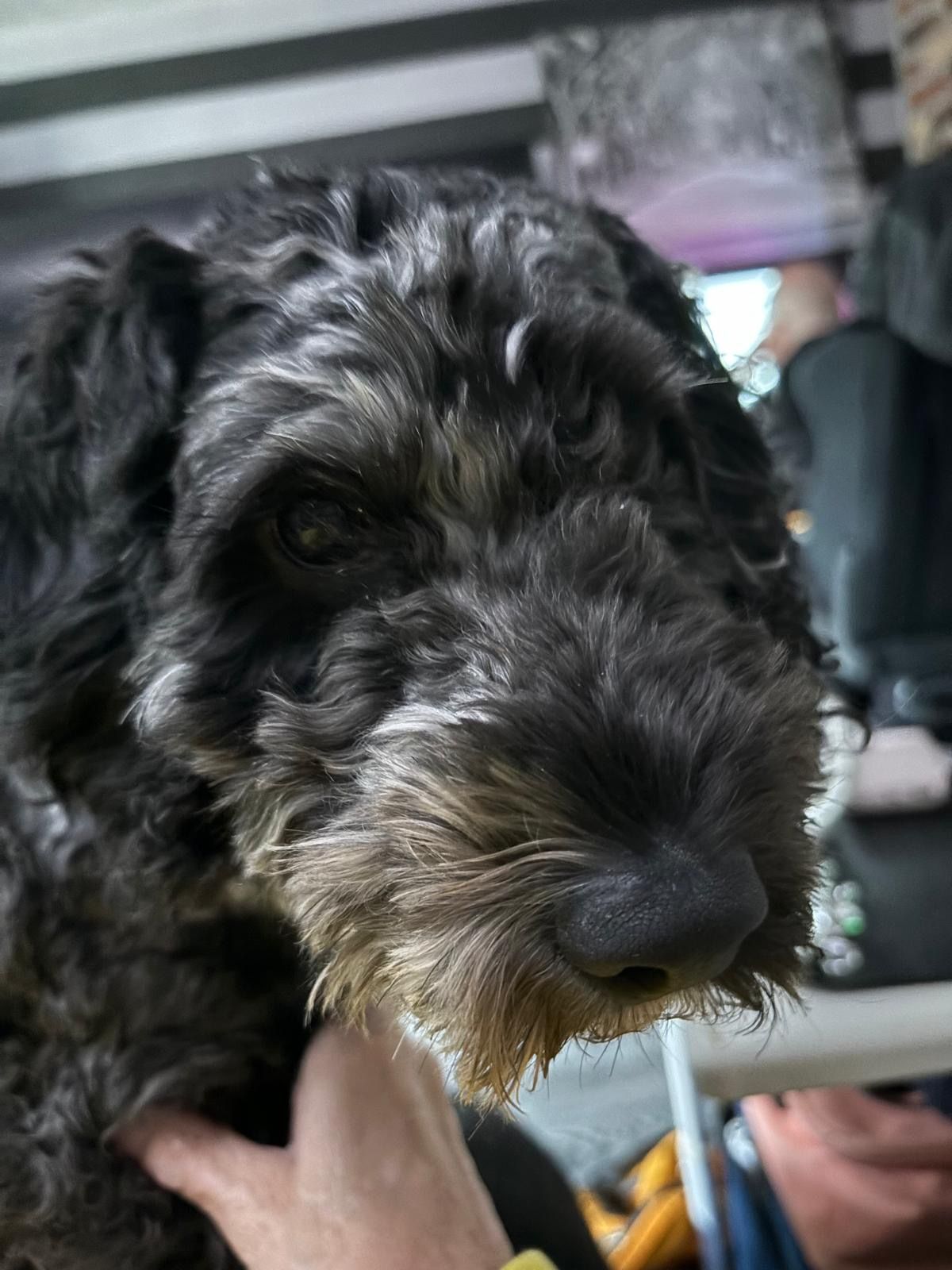 Millie - S8 8, Sheffield