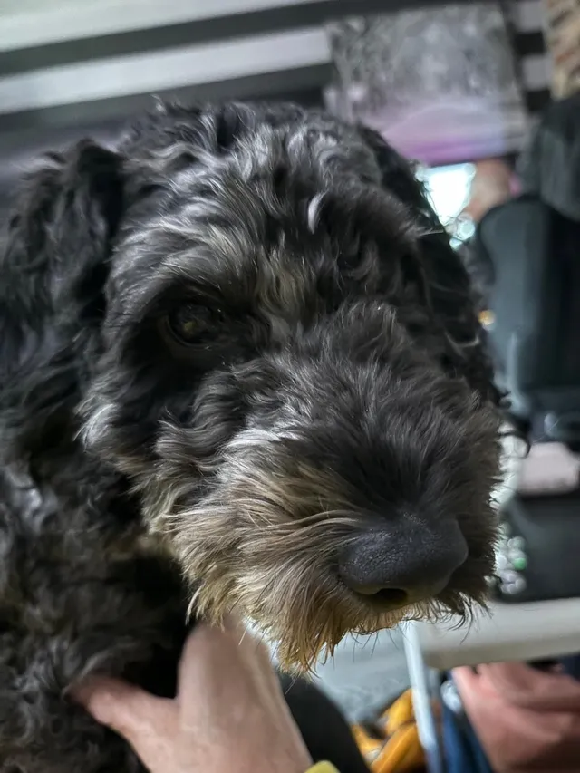 Millie - S8 8, Sheffield
